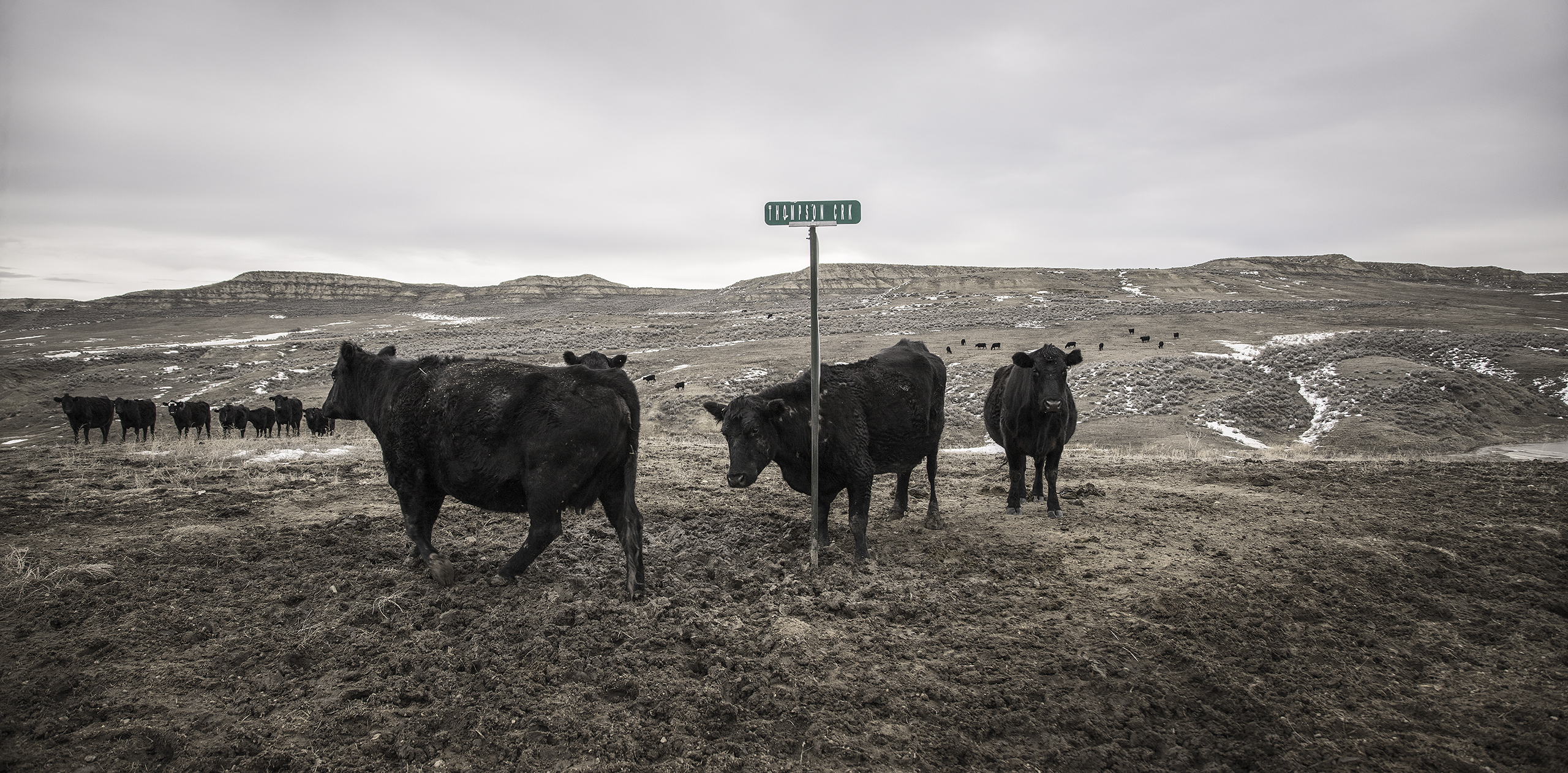 Thompson Creek Cows, Johnson County, March 6, 2014