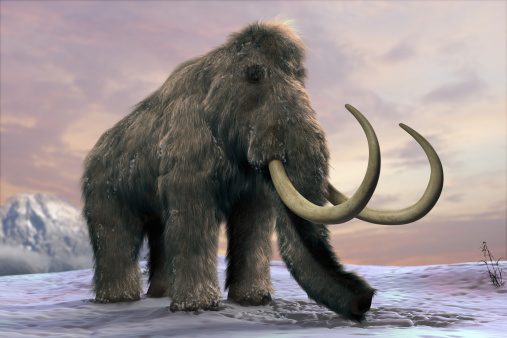 Woolly Mammoth (Science Picture Co/Getty Images/Collection Mix: Subjects RM)