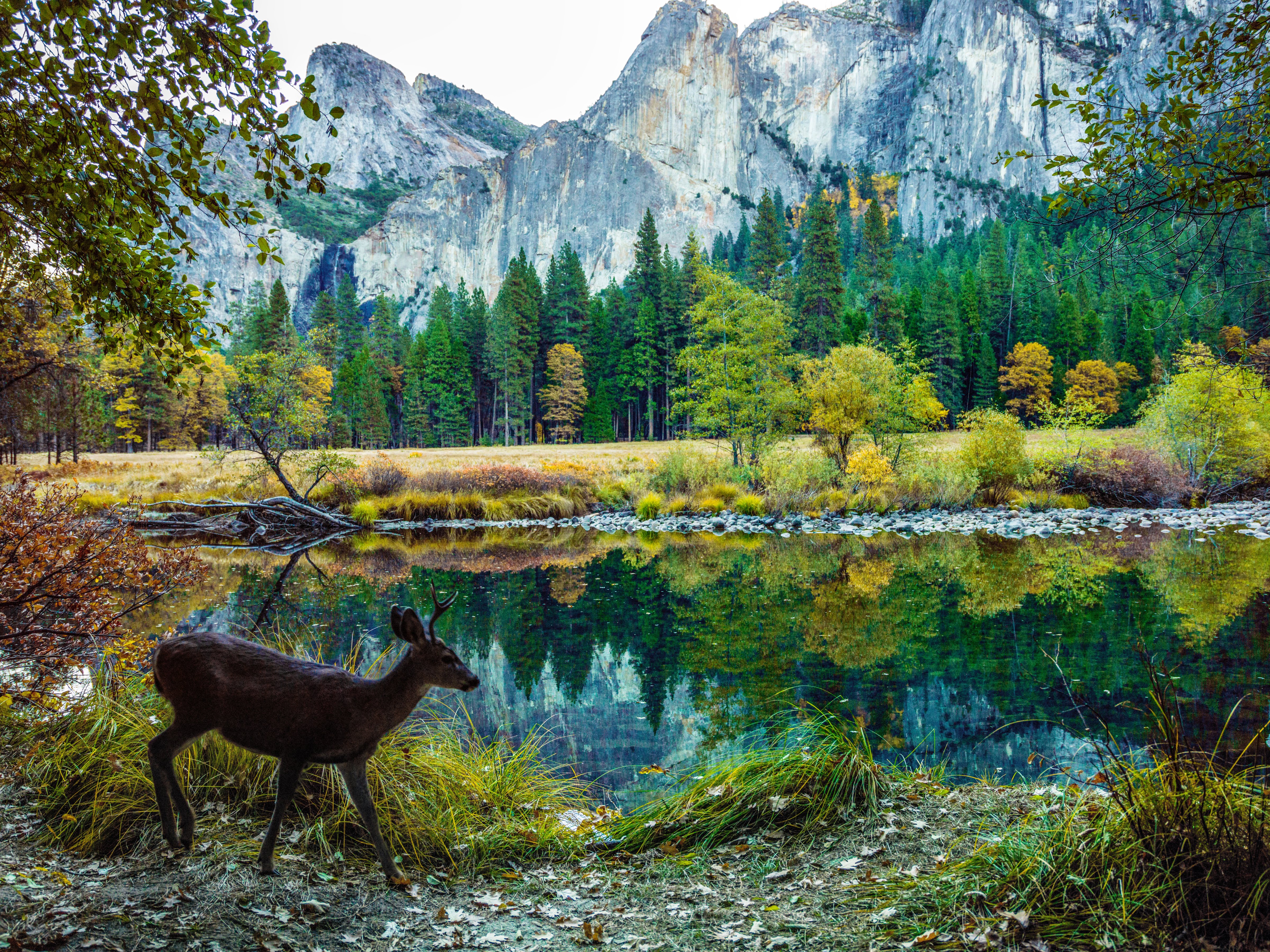 Yosemite deer wildlife
