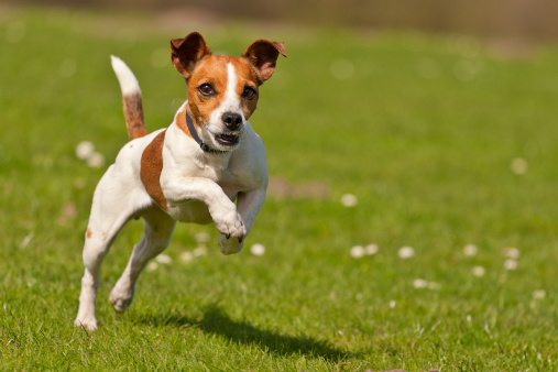 jack-russell-terrier-jumping