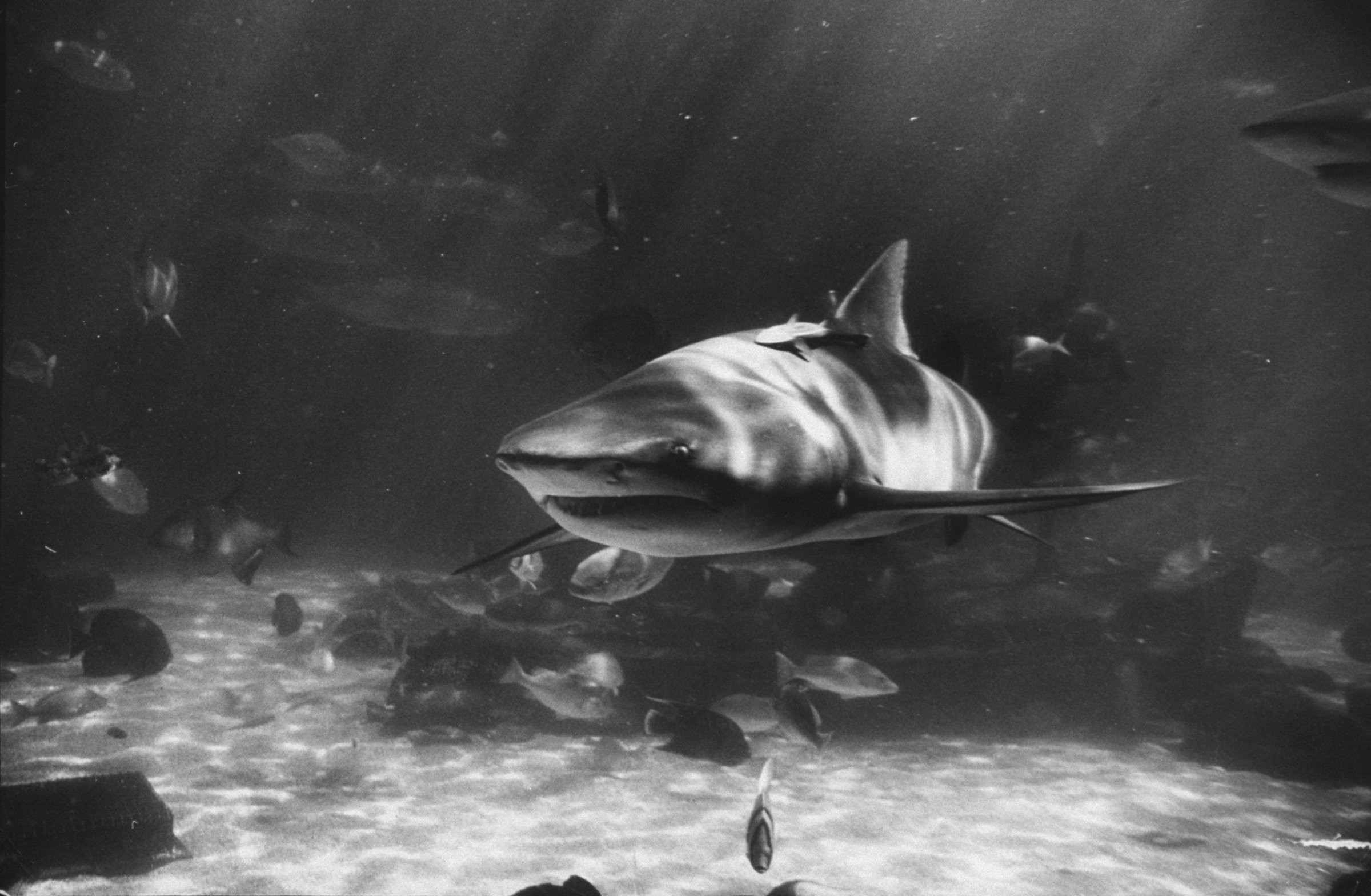 Lemon shark, a captive in Florida's Marineland, is one of a small, pig-eyed species, seven to 11 feet long, which often haunts docks and beaches at night.