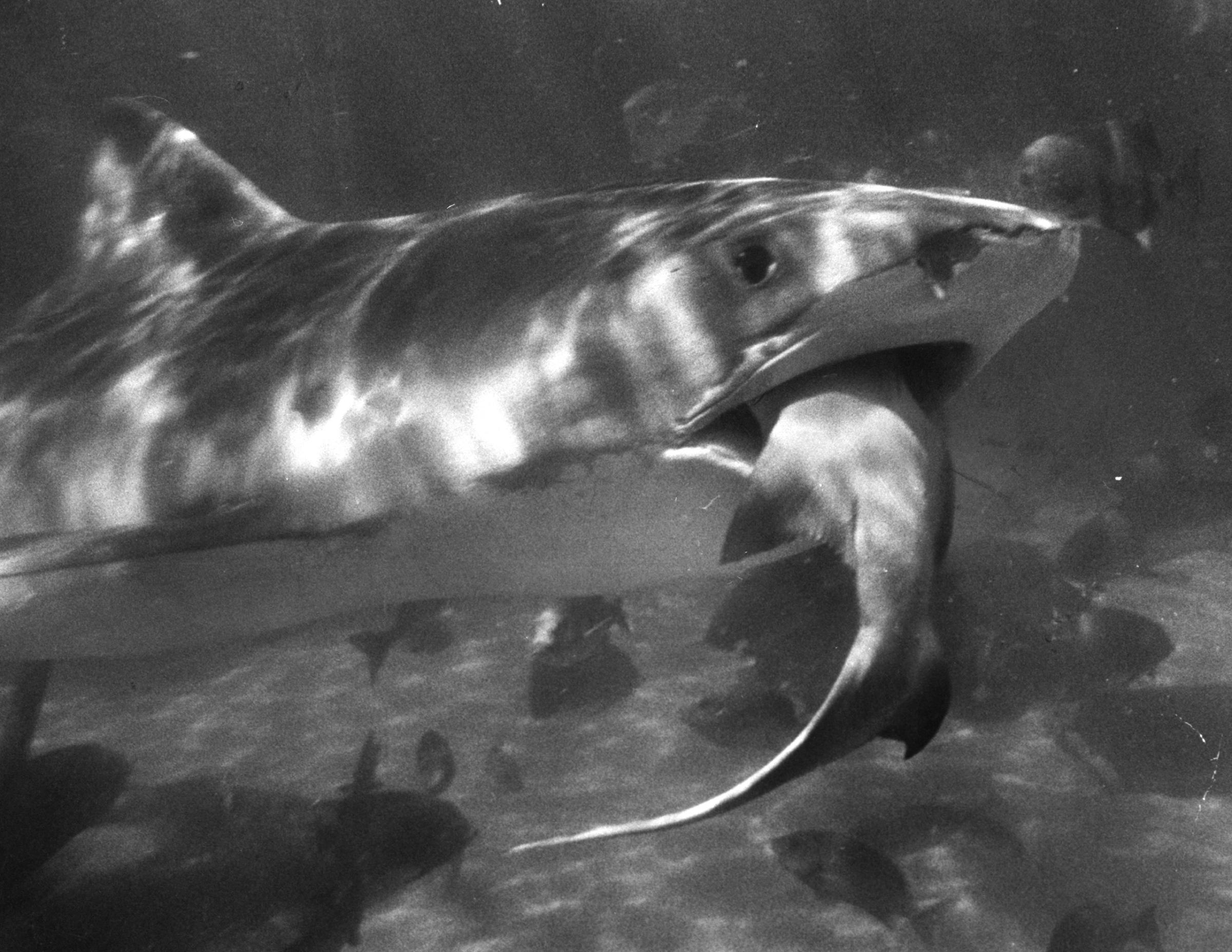 Tiger shark, difficult to keep in captivity, devours lemon shark at Florida's Marineland. Untempted by other foods, this tiger would have starved without lemon shark. But when free, tigers are undiscriminating scavengers, scouring the sea bottoms near shore and swallowing anything from turtle shells to tin cans.