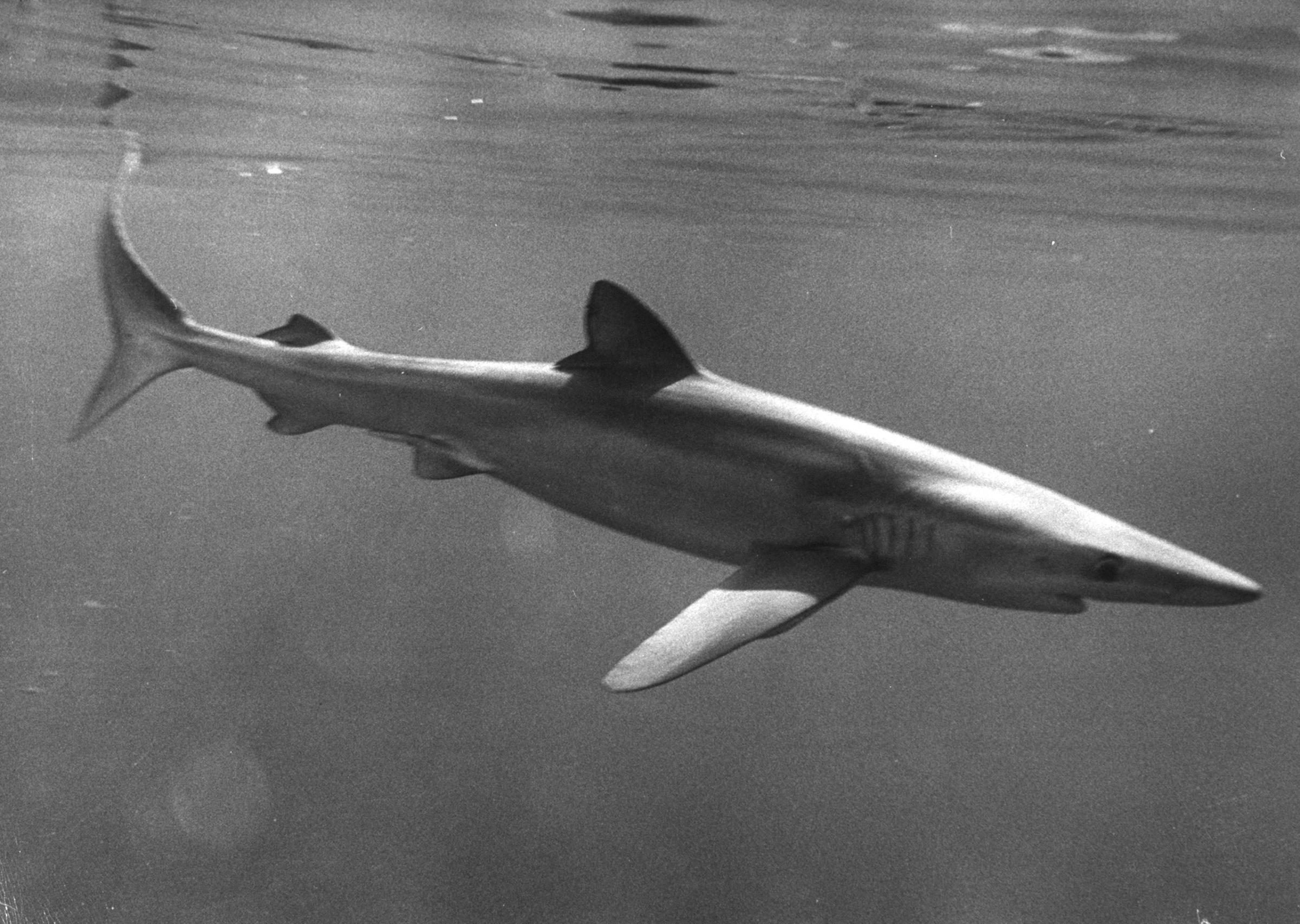 Blue shark, 1960.