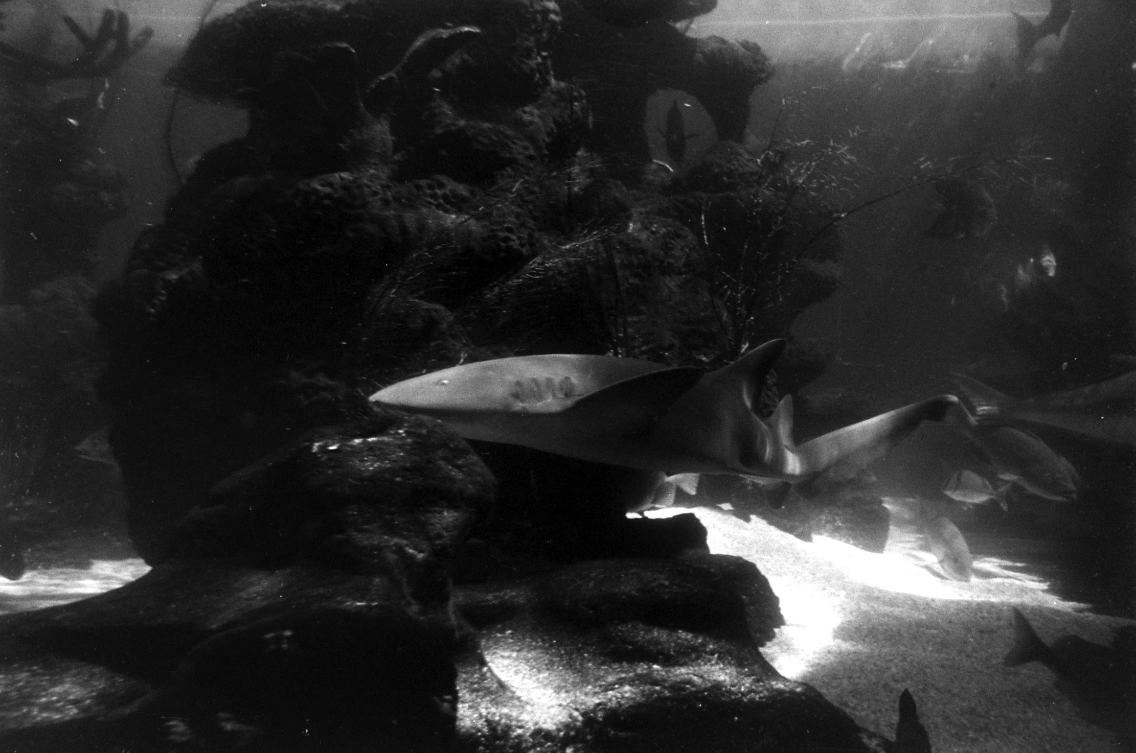 Unidentified shark, 1960.