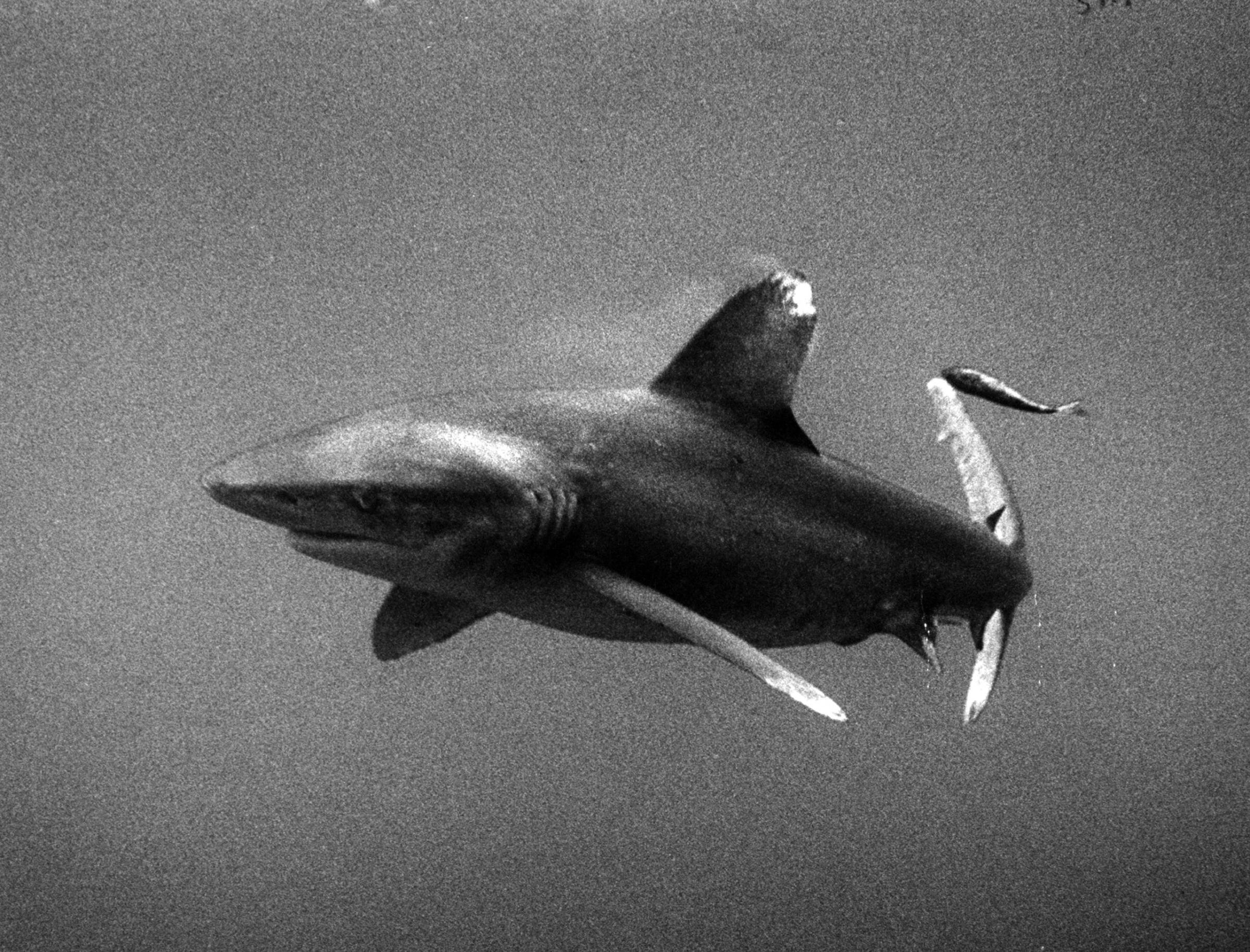 White-tip shark prowling open sea was photographed by Peter Stackpole from cage sunk in Gulf of Mexico. White-tips stay at sea, do not molest beaches.