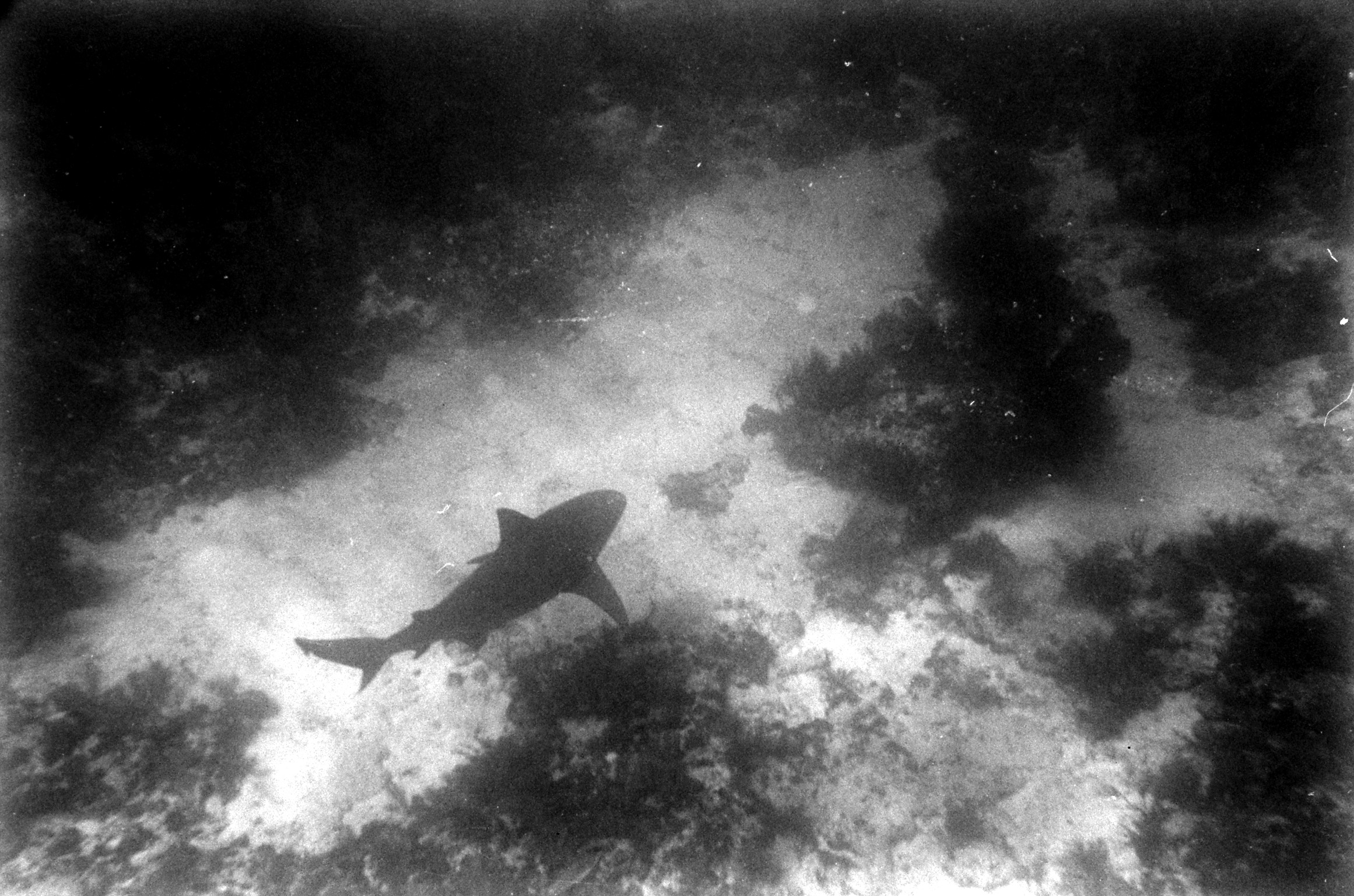 Unidentified shark, 1960.