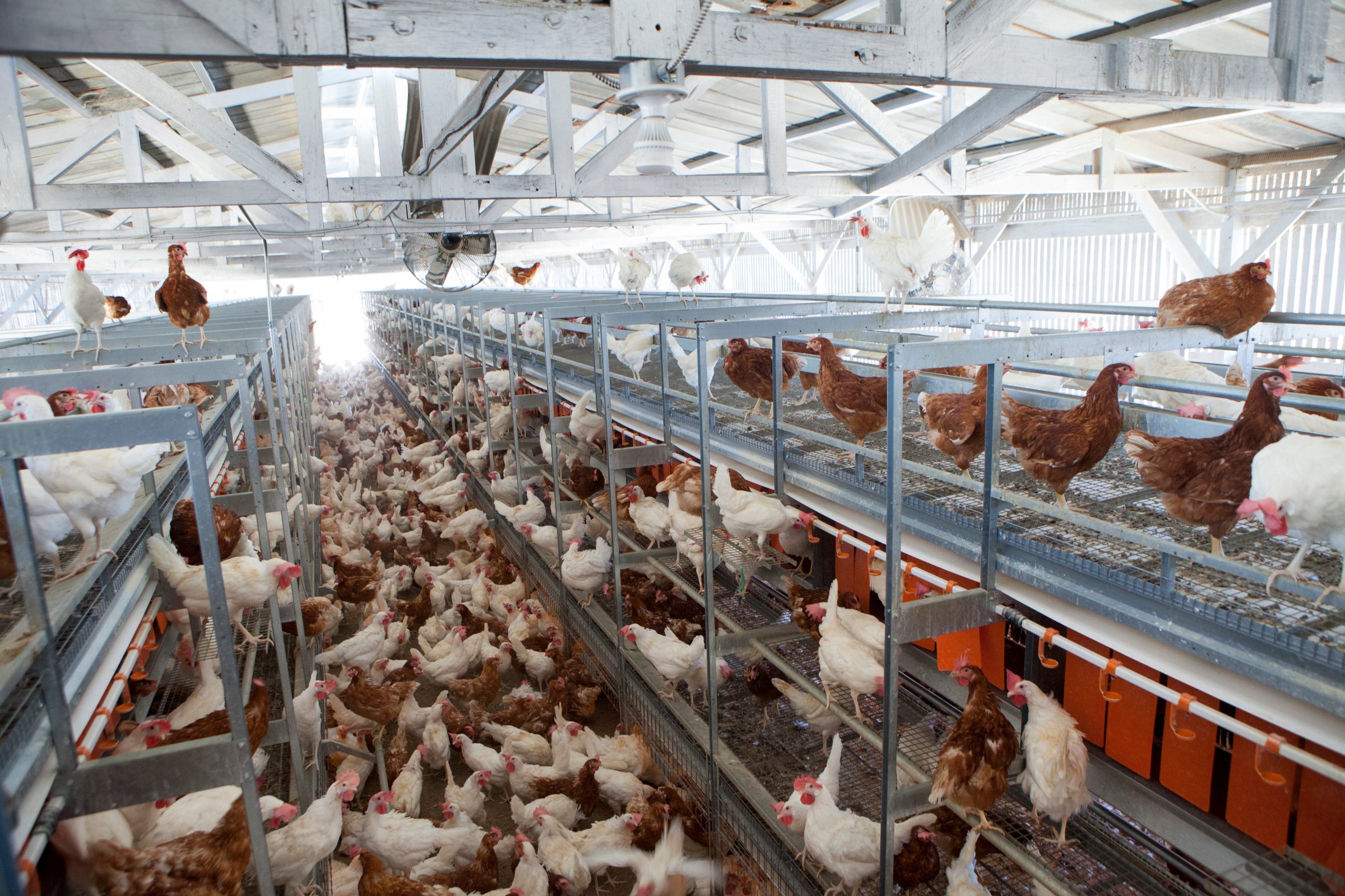Chicken farms must convert to cage free in California