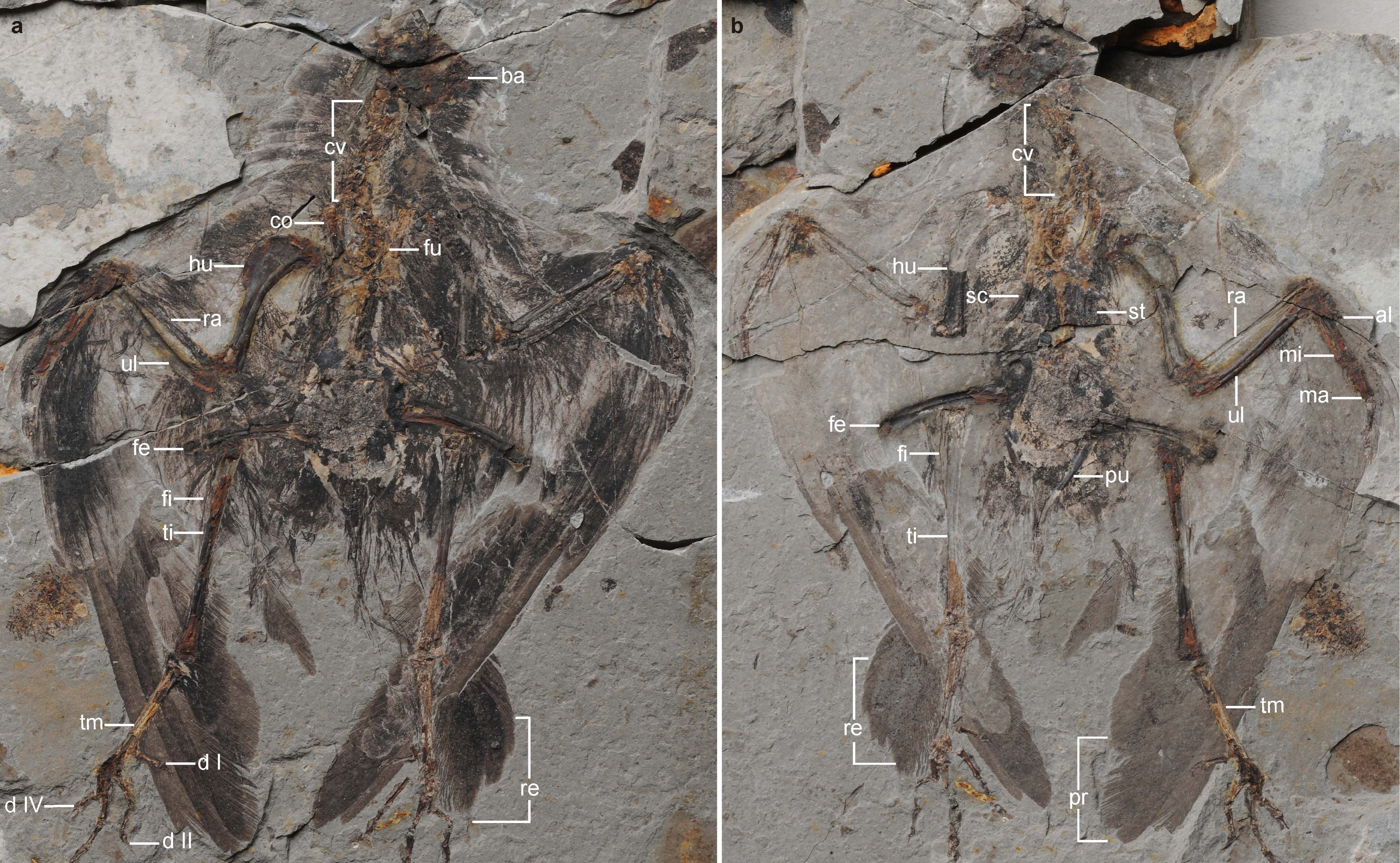 Holotype of Archaeornithura meemannae, the oldest ancestor of modern birds has been dug up in China which evolved almost six million years earlier than previously thought. (National News—Zuma Press)