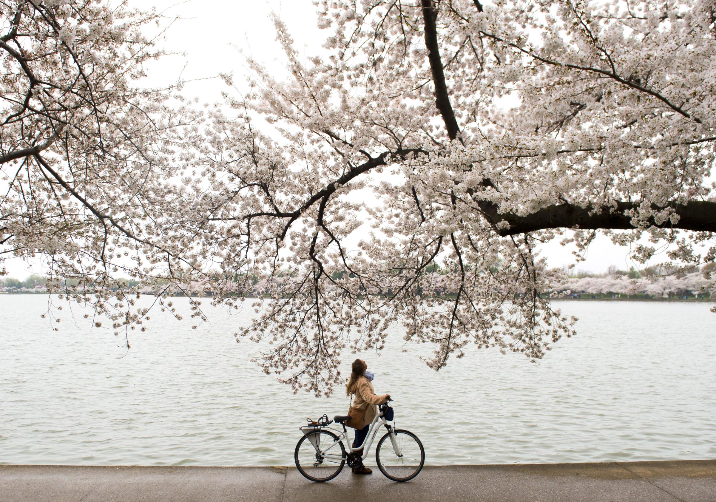 The Best Cities to Bike In - Washington, D.C.