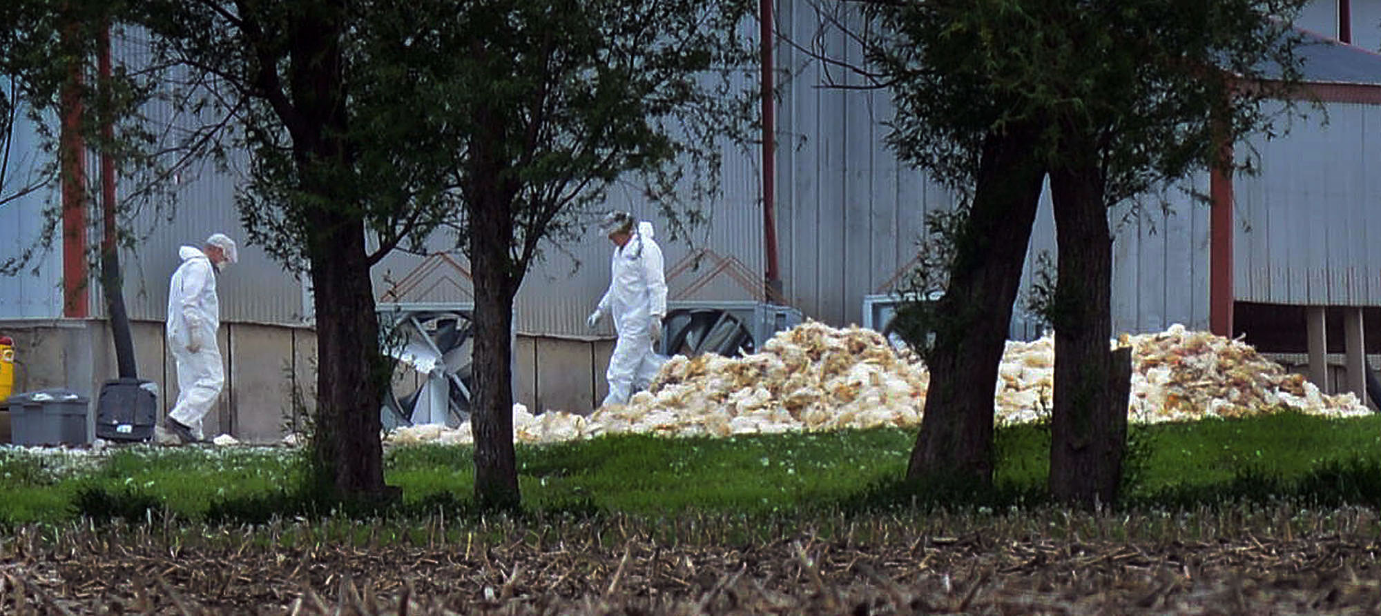 In this May 11, 2015 photo provided by John Gaps III, men in hazardous materials suits load dead poultry to be buried at Rose Acre Farms, Inc., just west of Winterset, Iowa.