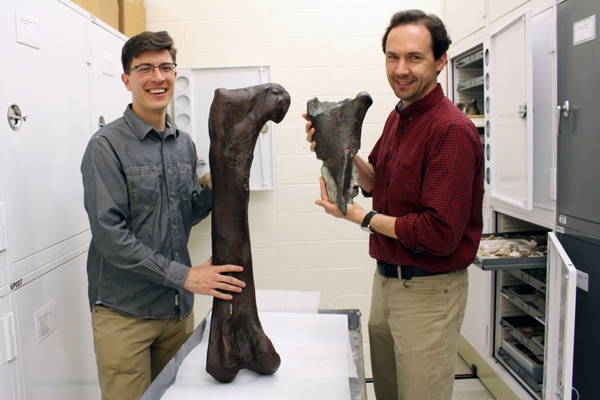Dr. Christian Sidor (right), Burke Museum curator of vertebrate paleontology, and Brandon Peecook (left), University of Washington graduate student, show the size and placement of the fossil fragment compared to the cast of a Daspletosaurus femur. (Burke Museum)
