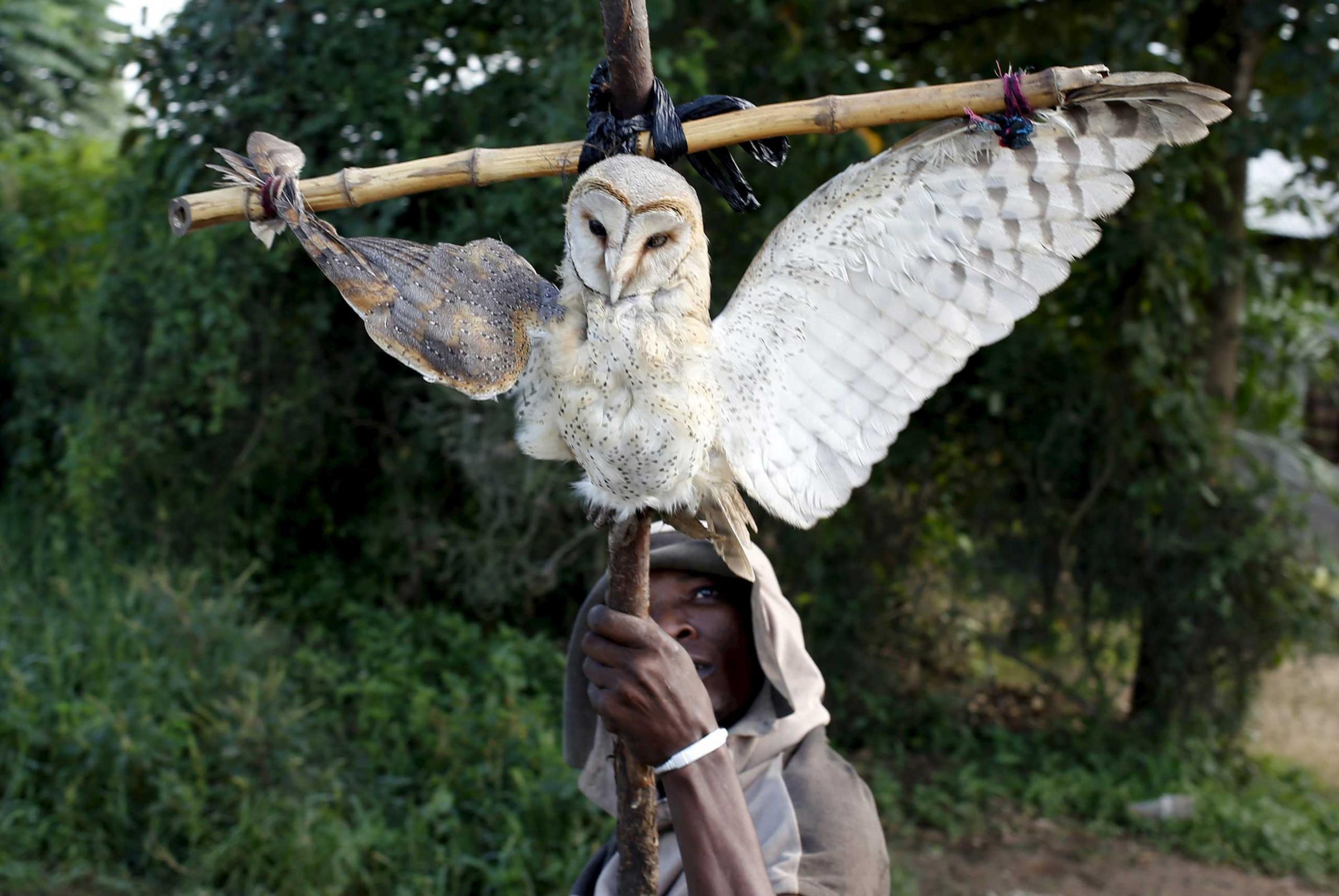 A protestor holds up a dead owl attached to a stick, intended to denigrate the ruling party whose emblem is an eagle, during a protest in Buterere neighbourhood of Bujumbura