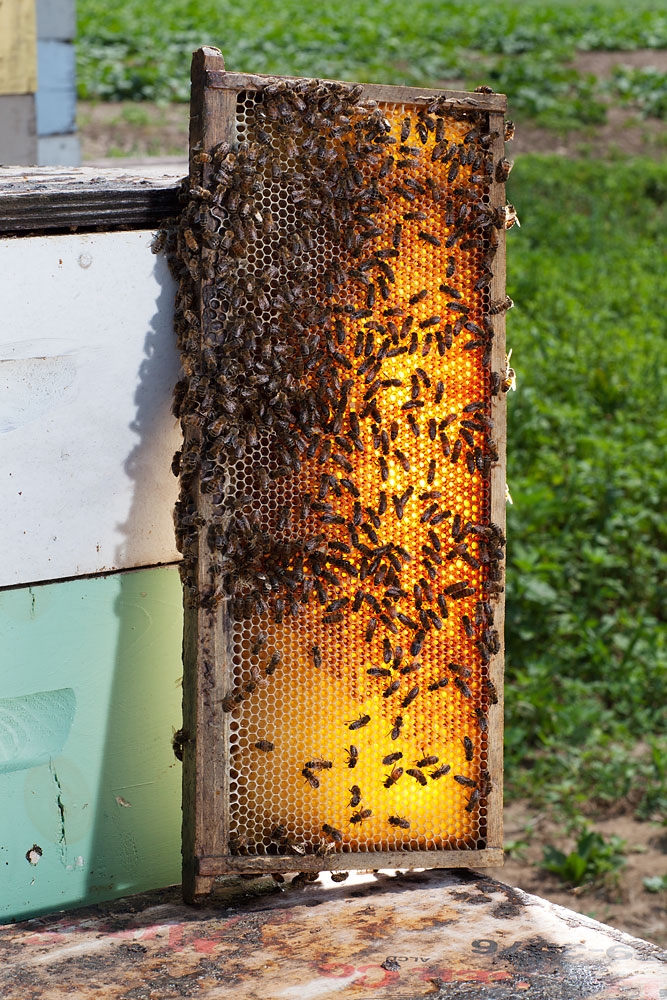 honey bees comb hive