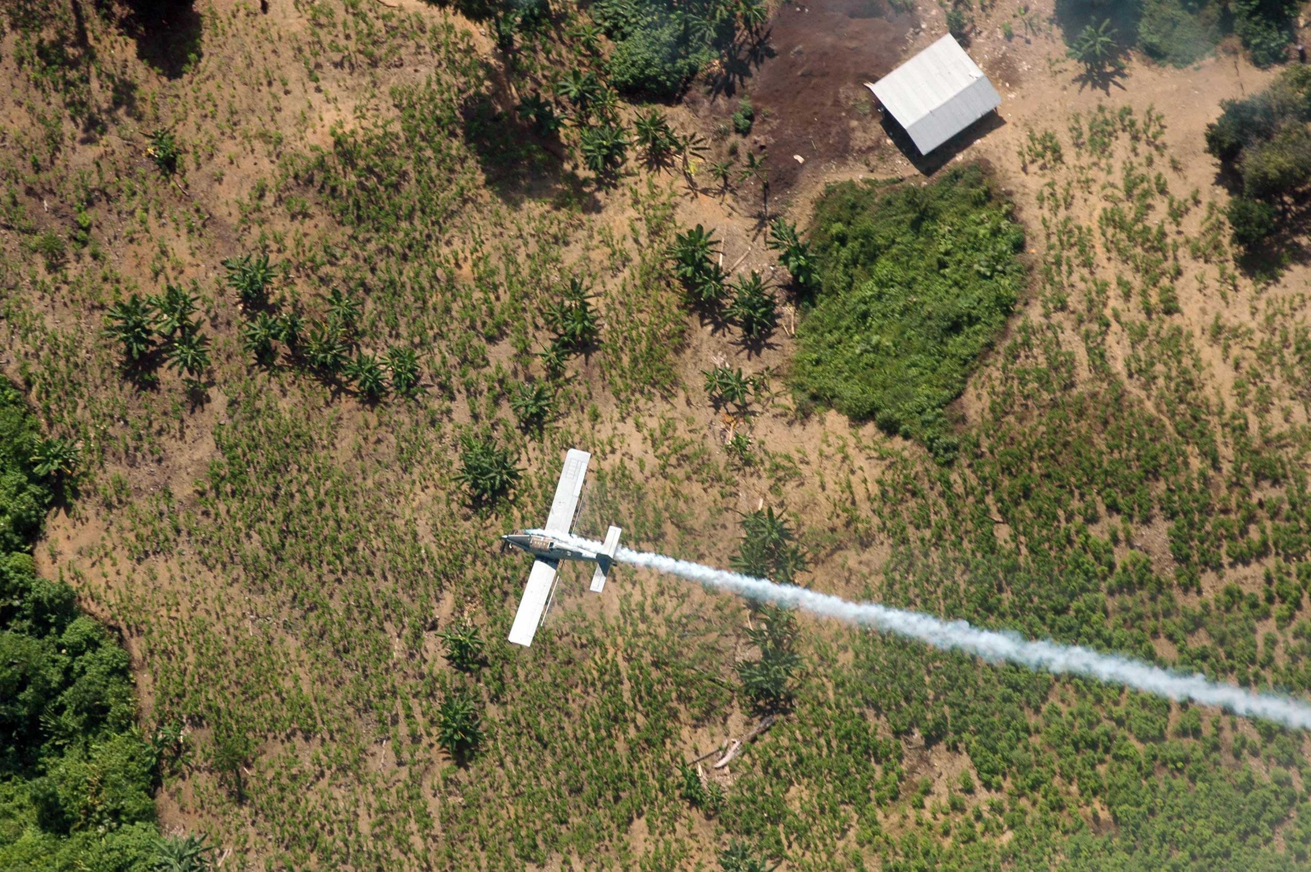 A police plane sprays herbicides over coca fields in El Tarra, in the Catatumbo river area of Colombia on June 4, 2008.