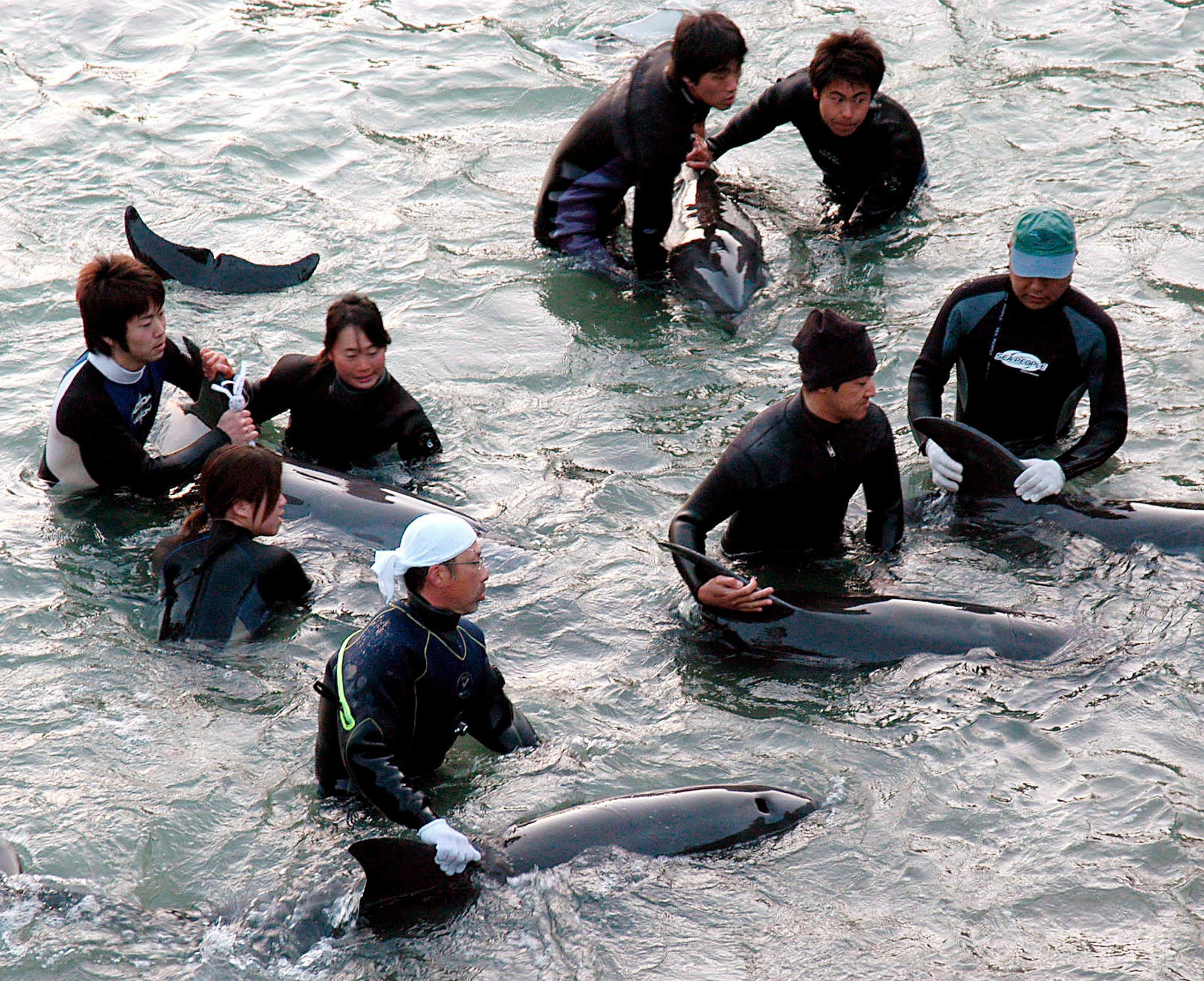 Fishermen trapping a group of dolphins in a holding cove following a large capture of dolphins in Taiji, Japan in 2007.