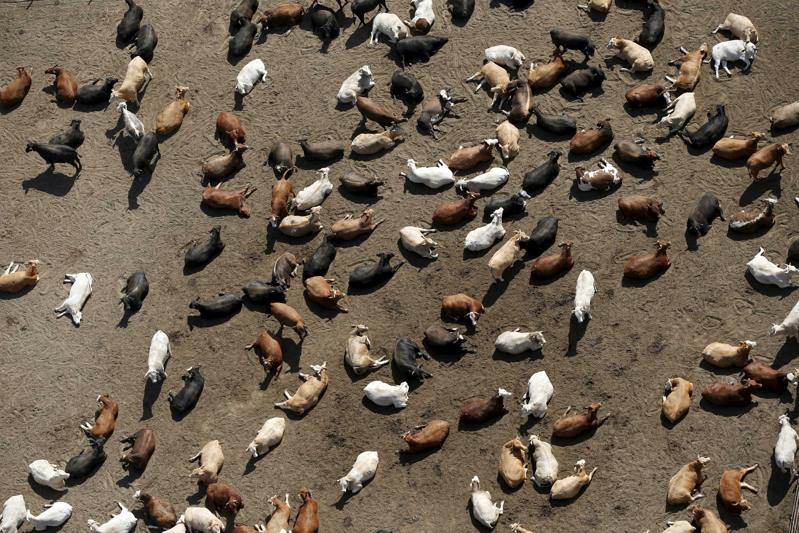 Livestock products, including meat, dairy and eggs, account for more than a quarter of California's agricultural sector, a $12.5 billion industry, according to the USDA. Cattle are among the most water-hungry livestock, consuming an average of106 gallons per pound of beef. Cattle are seen at Harris Ranch in Coalinga, Calif. on May 5, 2015.