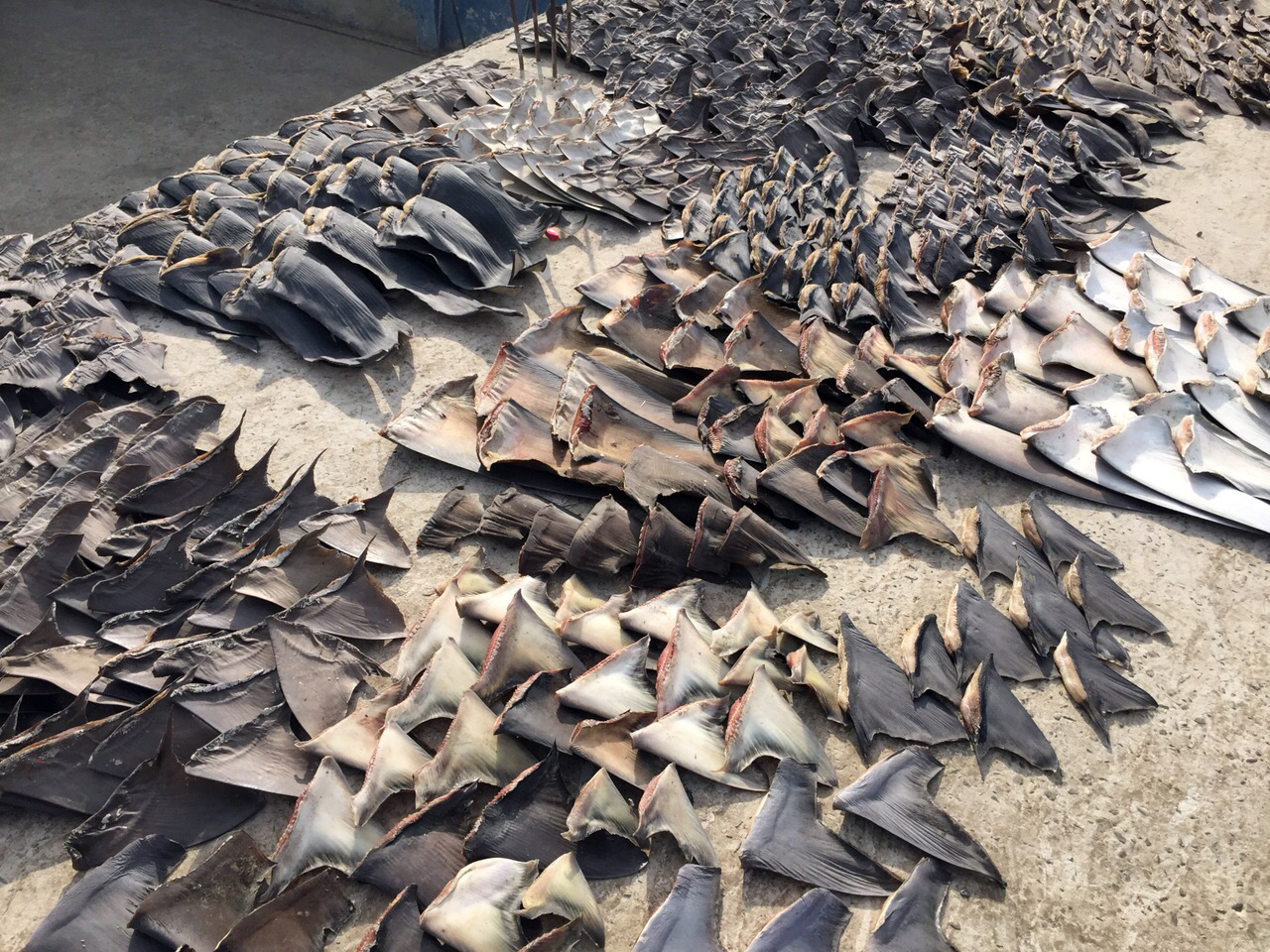 This photo released by Ecuador's Attorney General, shows hundreds of shark fins seized by the police in Manta, Ecuador, Wednesday, May 27, 2015.