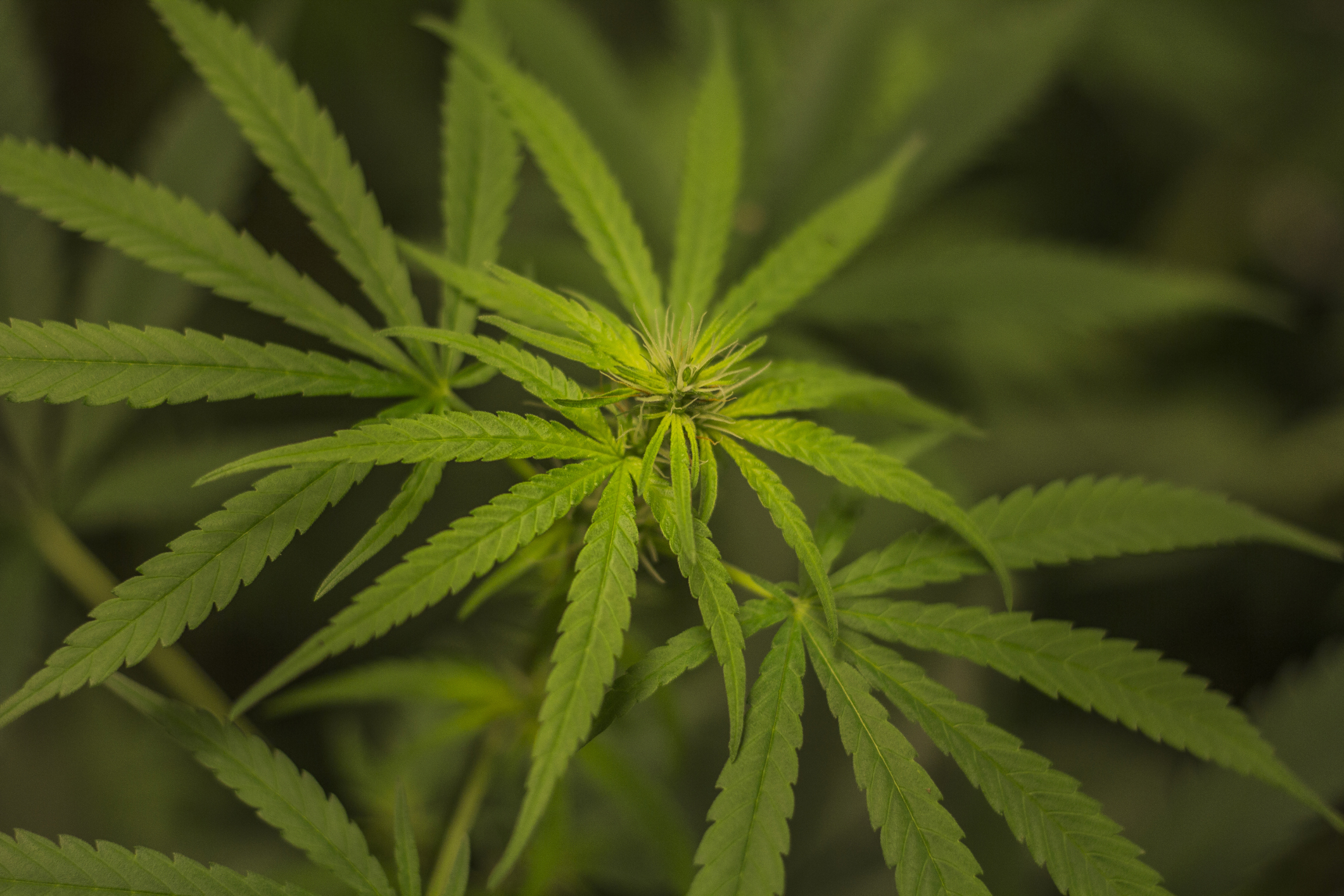 tempo Scully Distribuere Mixing Cannabis and Alcohol Increases Blood Concentrations of THC | Time