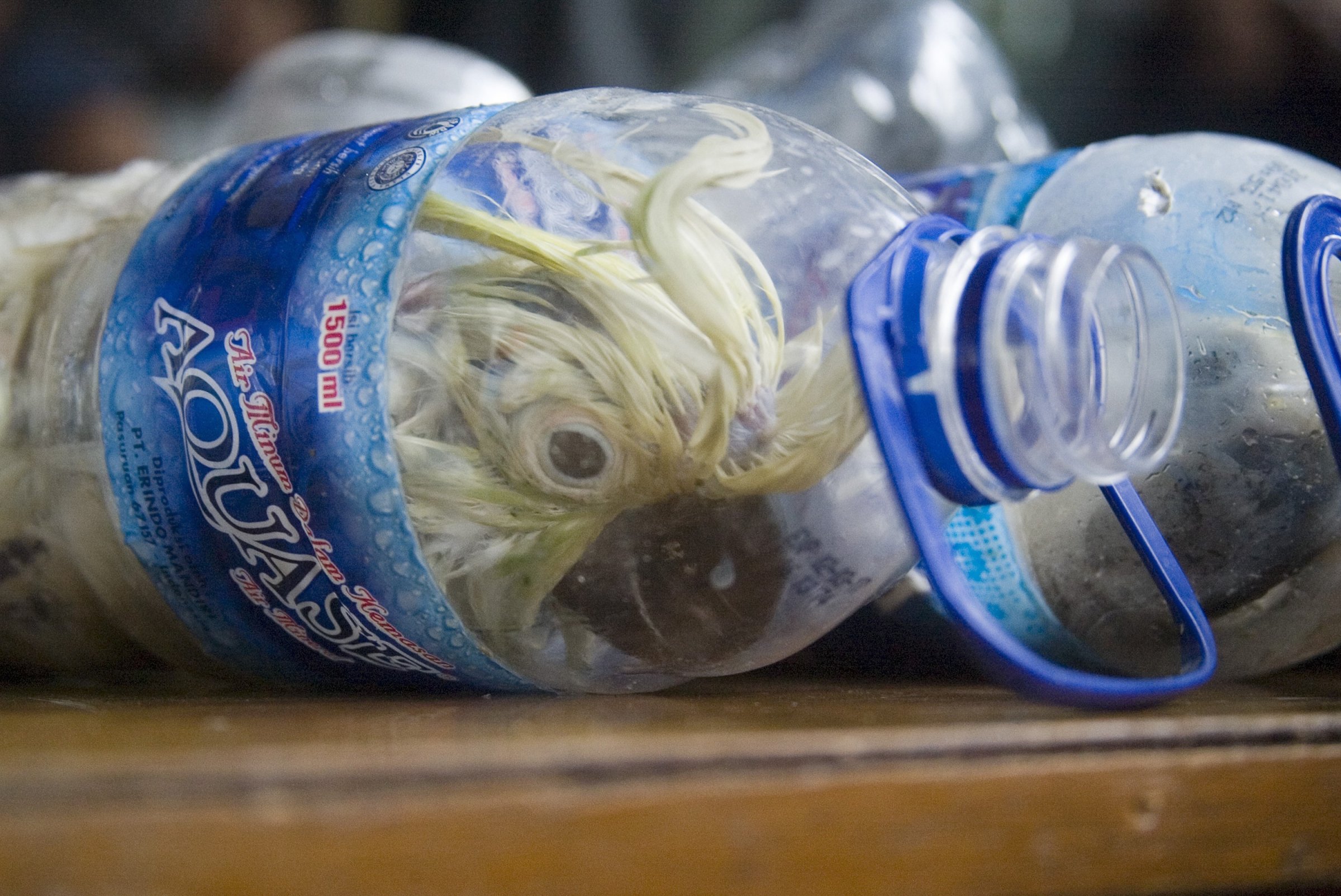 Cacatua sulphurea that was successfully secured from illegal wildlife trading is seen into an empty bottle in Surabaya, East Java, Indonesia