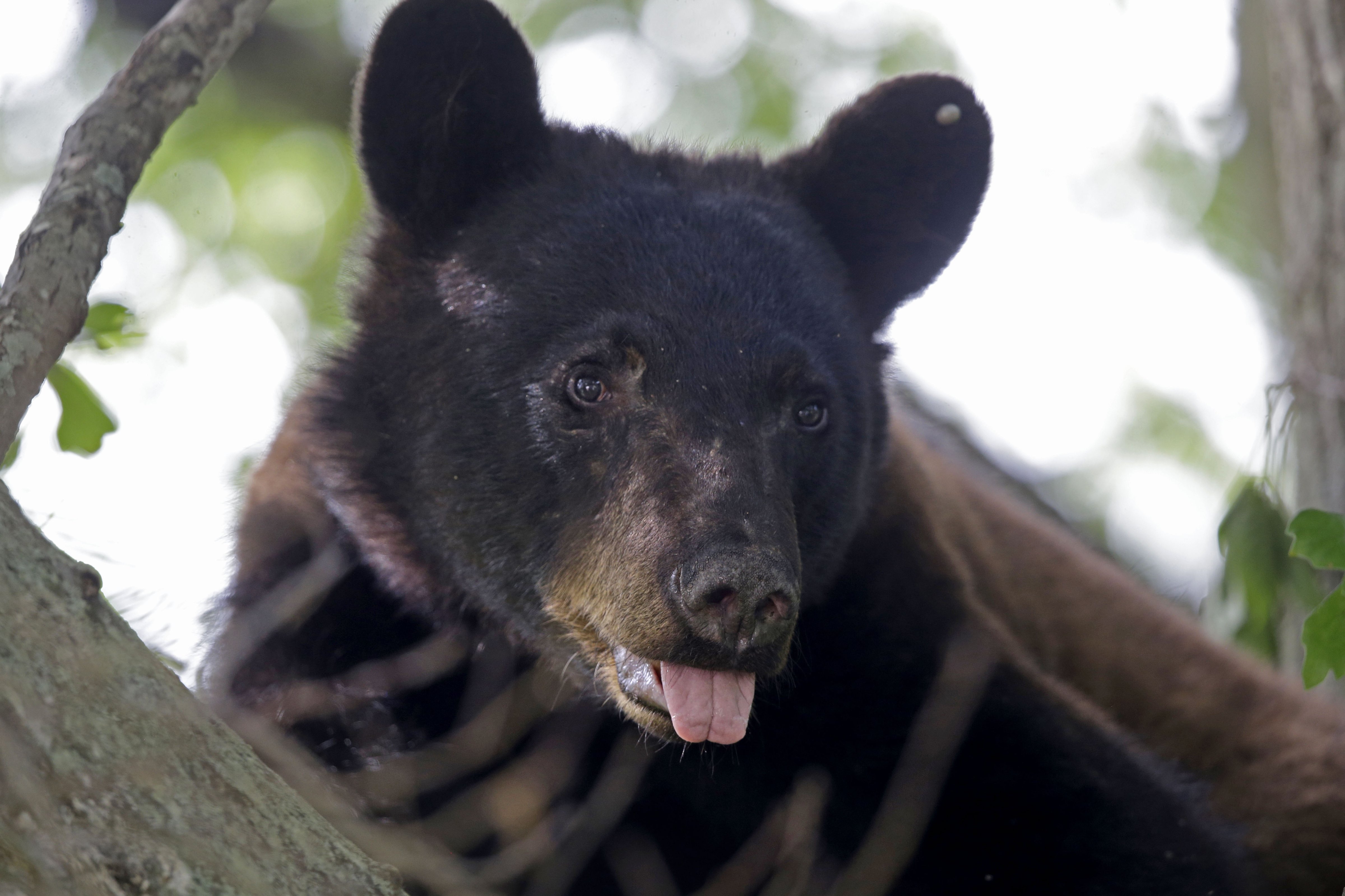 In this May 17, 2015 photo, a Louisiana Black Bear, sub-species of the black bear that is protected under the Endangered Species Act, is seen in a water oak tree in Marksville, La.