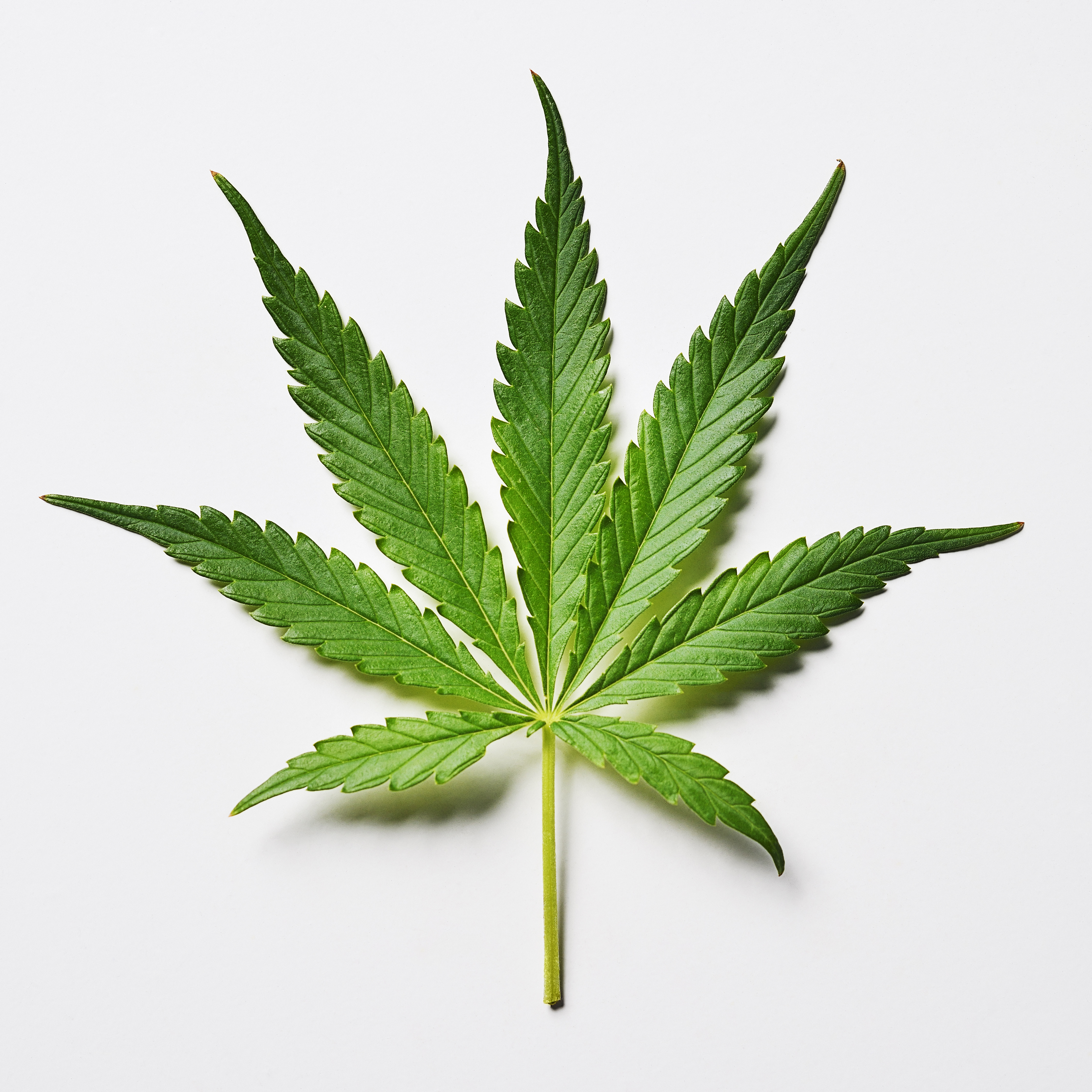 Marijuana leaf on a white background