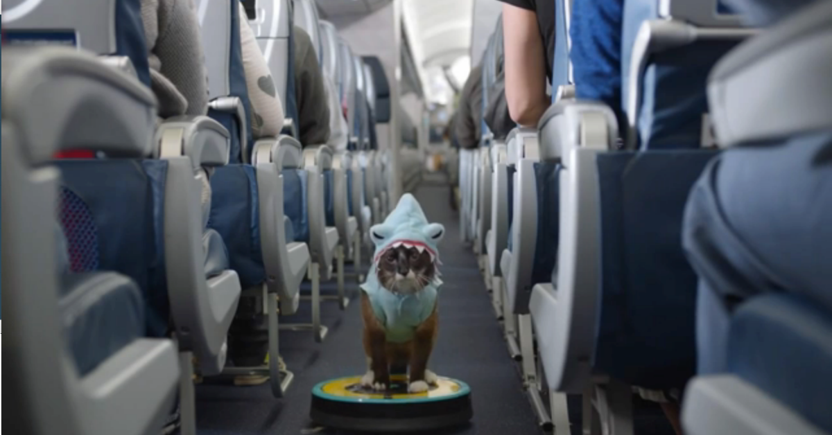 Delta In Flight Safety Video Stars Memes Time