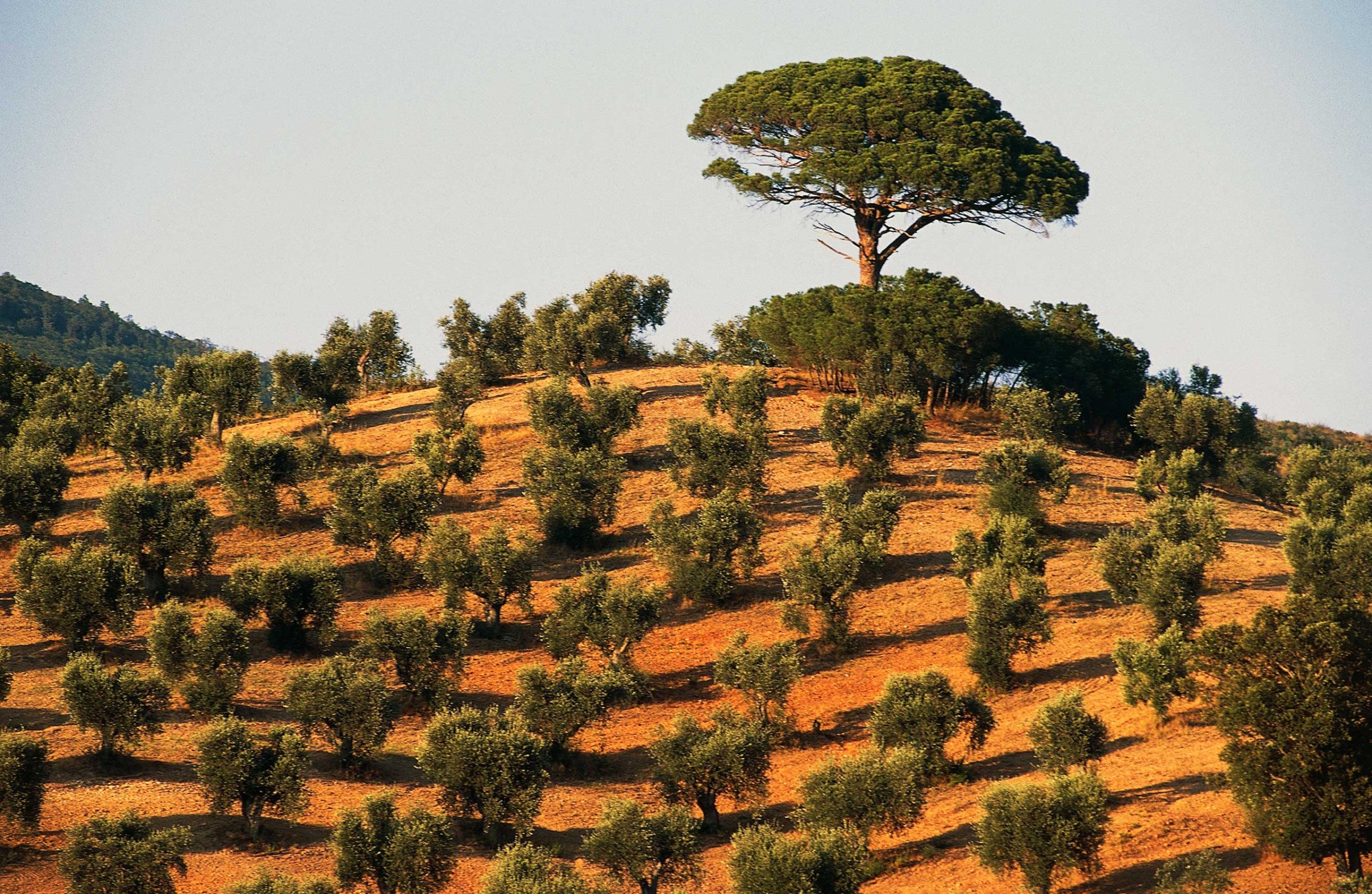 Olive trees in Tuscany, Italy.