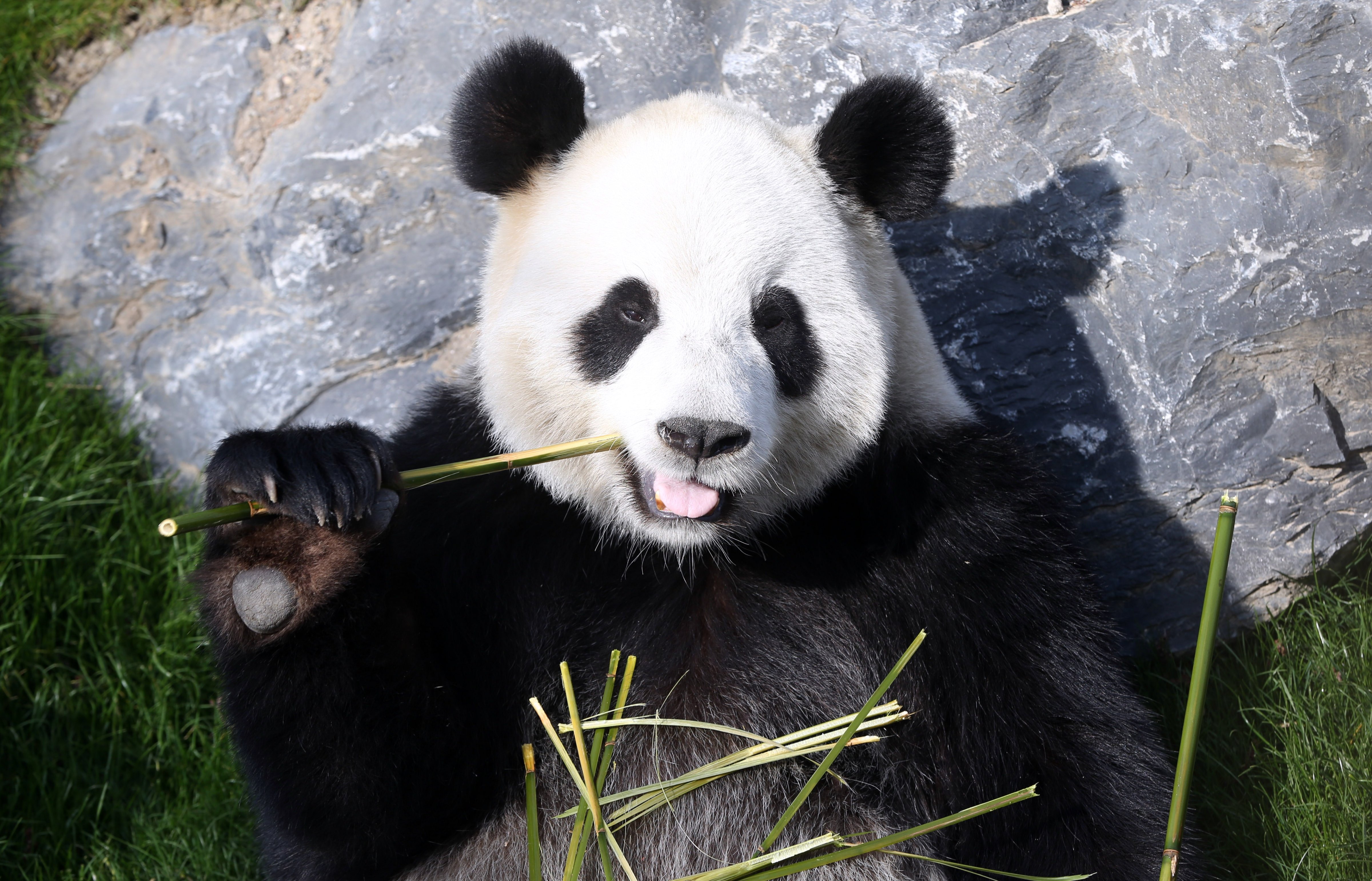 A photo taken on April 1, 2014 shows the giant panda Hao Hao eating bamboo at Pairi Daiza animal park in Brugelette, Belgium. (Virginie Lefour—AFP/Getty Images)