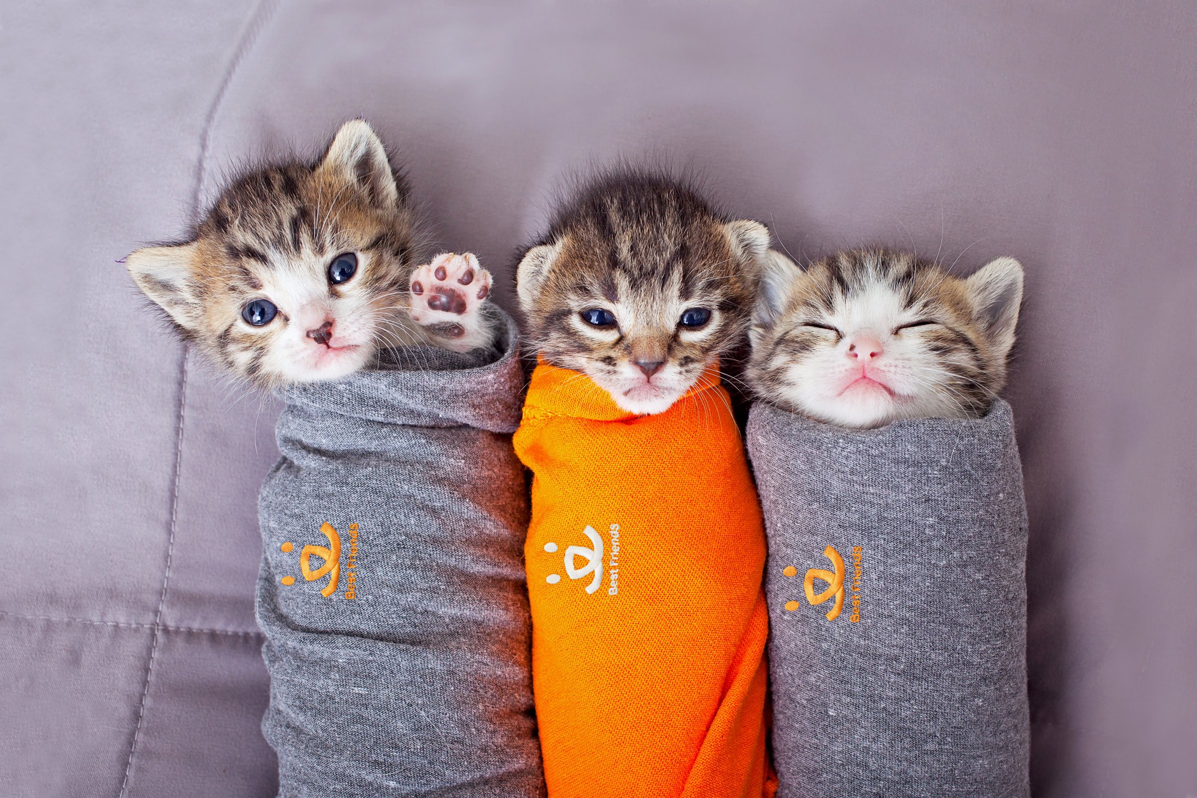 purritos-kittens