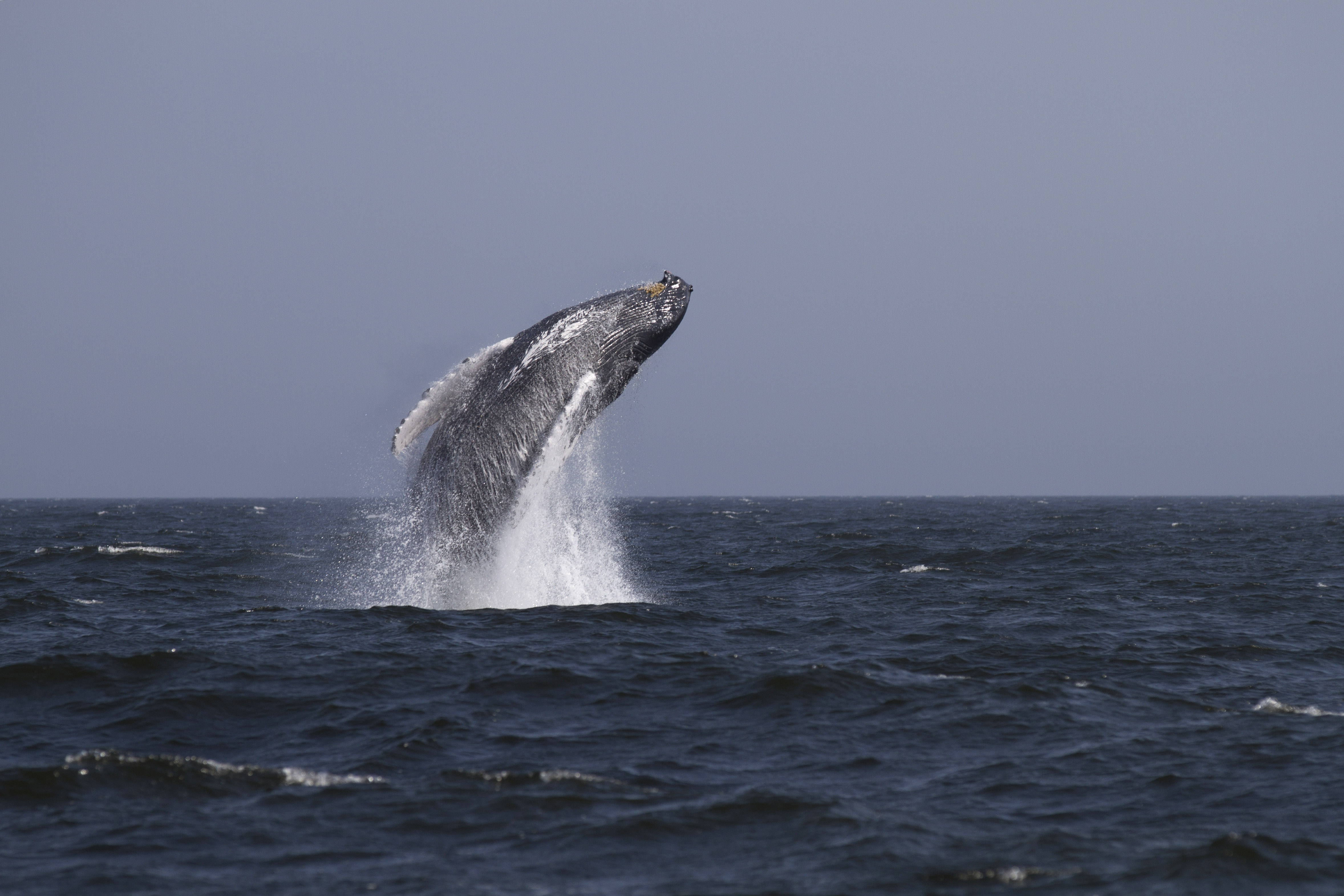 Humpback whale breaches 3 miles off of Rockaway Beach on August 31, 2014 in New York City (Artie Raslich—Getty Images)