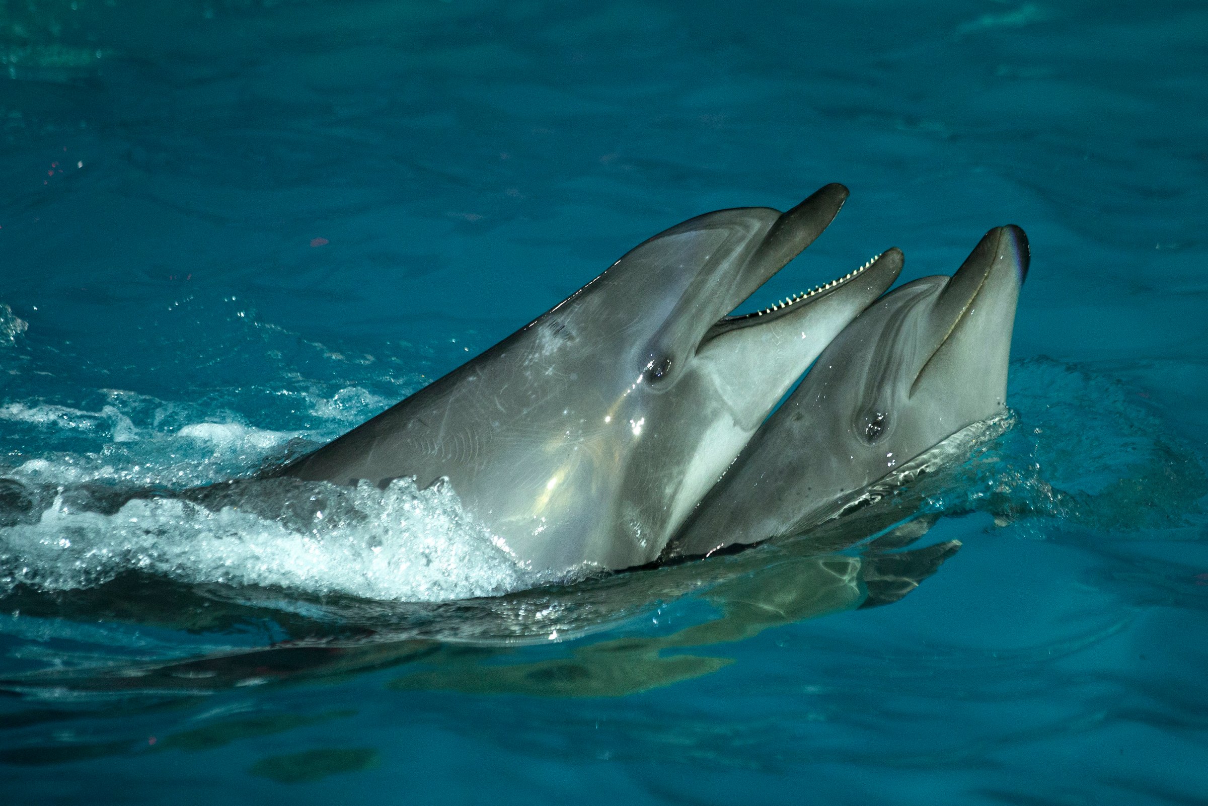 Dolphins in Minsk, Russia, March 8, 2015