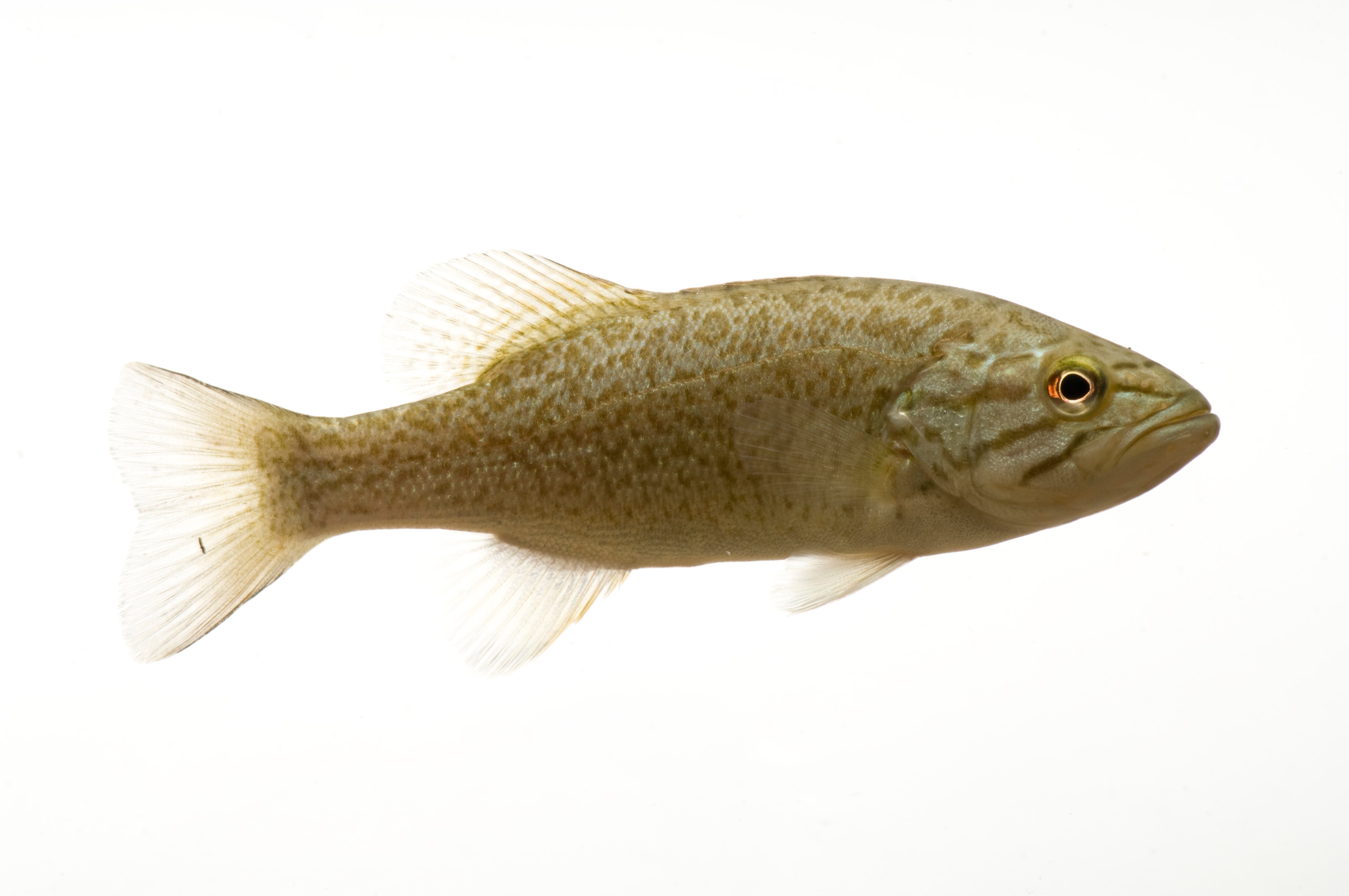 A smallmouth bass fish