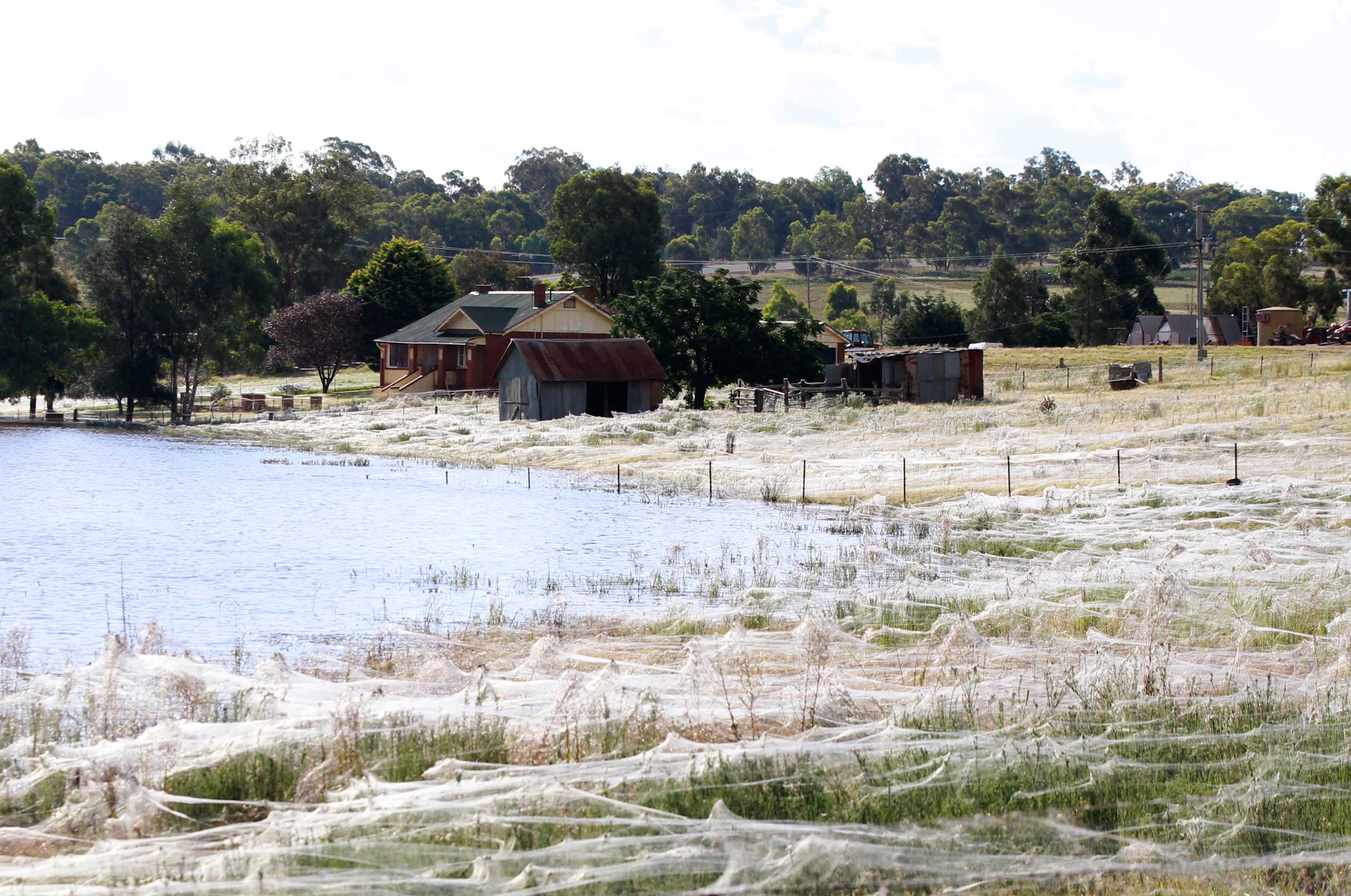 A house is surrounded by spiderwebs next to flood waters in Wagga Wagga, Australia.