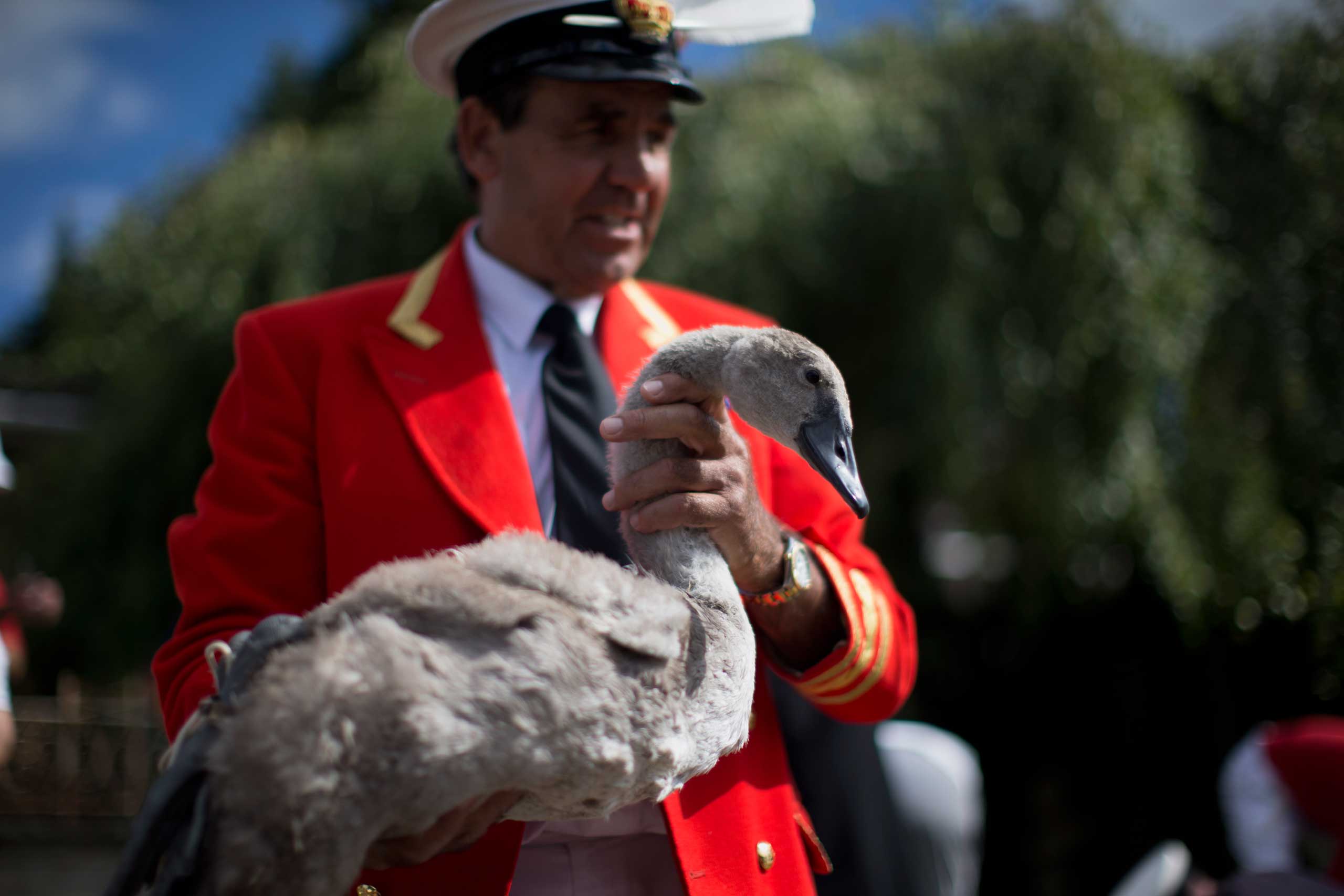 The Queen's Swan Marker David Barber holds a cygnet before releasing it back into the River Thames, after it was counted and checked during the annual "Swan Upping" census in  July 2014. (Matt Dunham—AP)