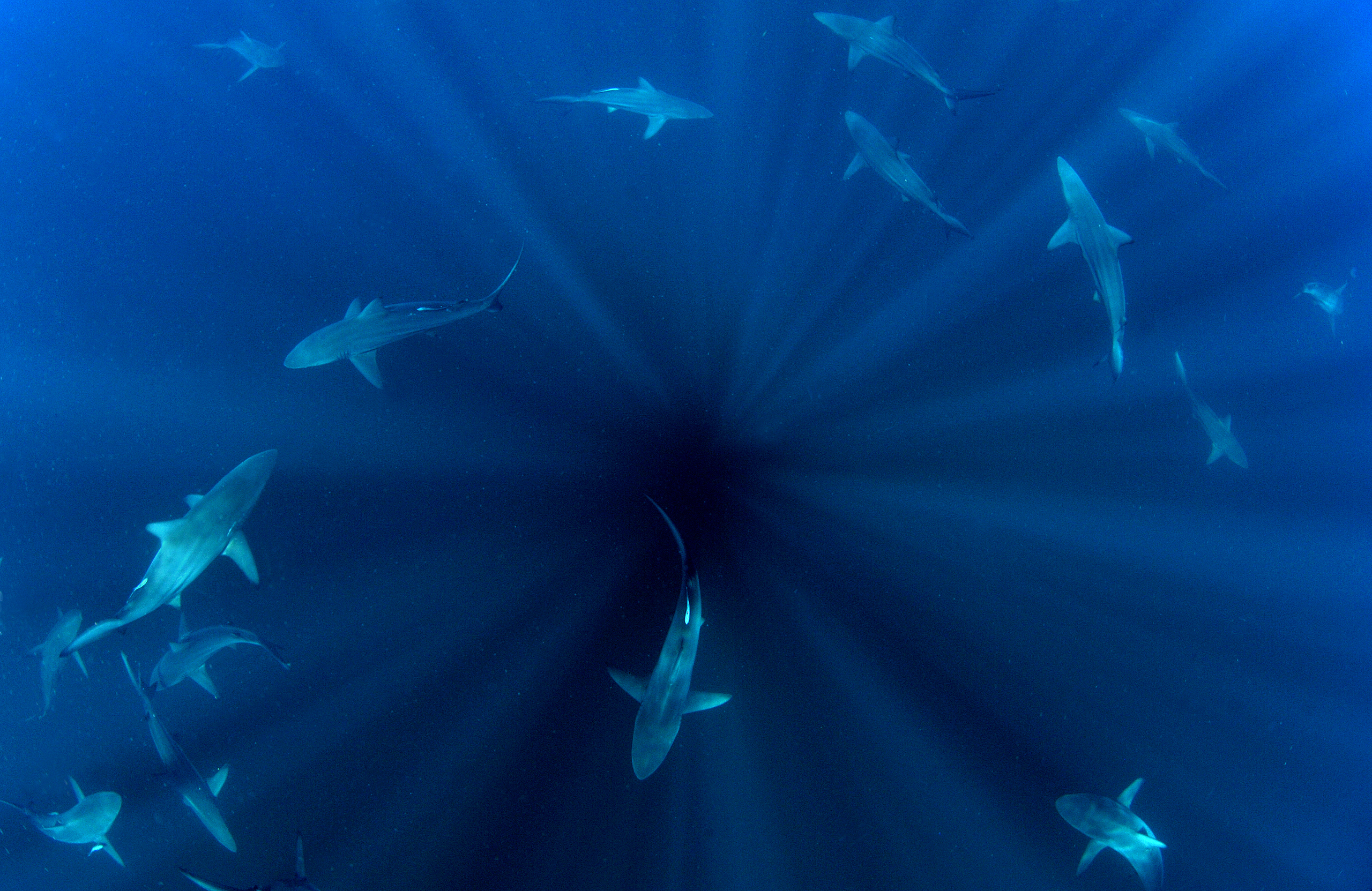 The water column is a three-dimensional habitat for sharks. Instead of traveling horizontally across the ocean, many species, like blacktip sharks, bounce up and down, repeatedly descending and ascending through the water column, in hopes of picking up any signs of prey. Aliwal Shoal, South Africa.