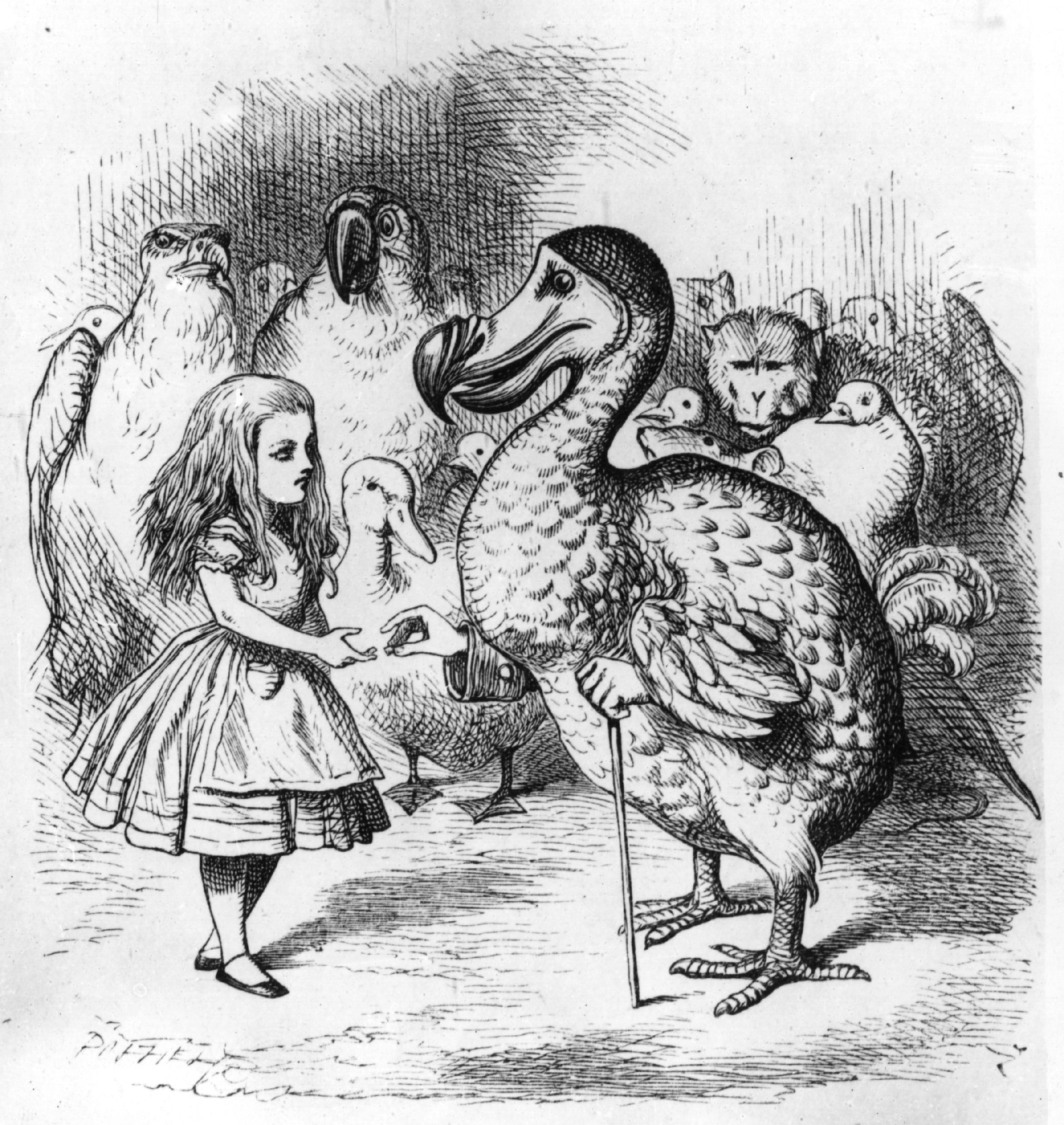 The dodo presenting Alice with a thimble, in an illustration by Tenniel from the 1st edition of 'Alice in Wonderland' by Lewis Carroll, 1865.