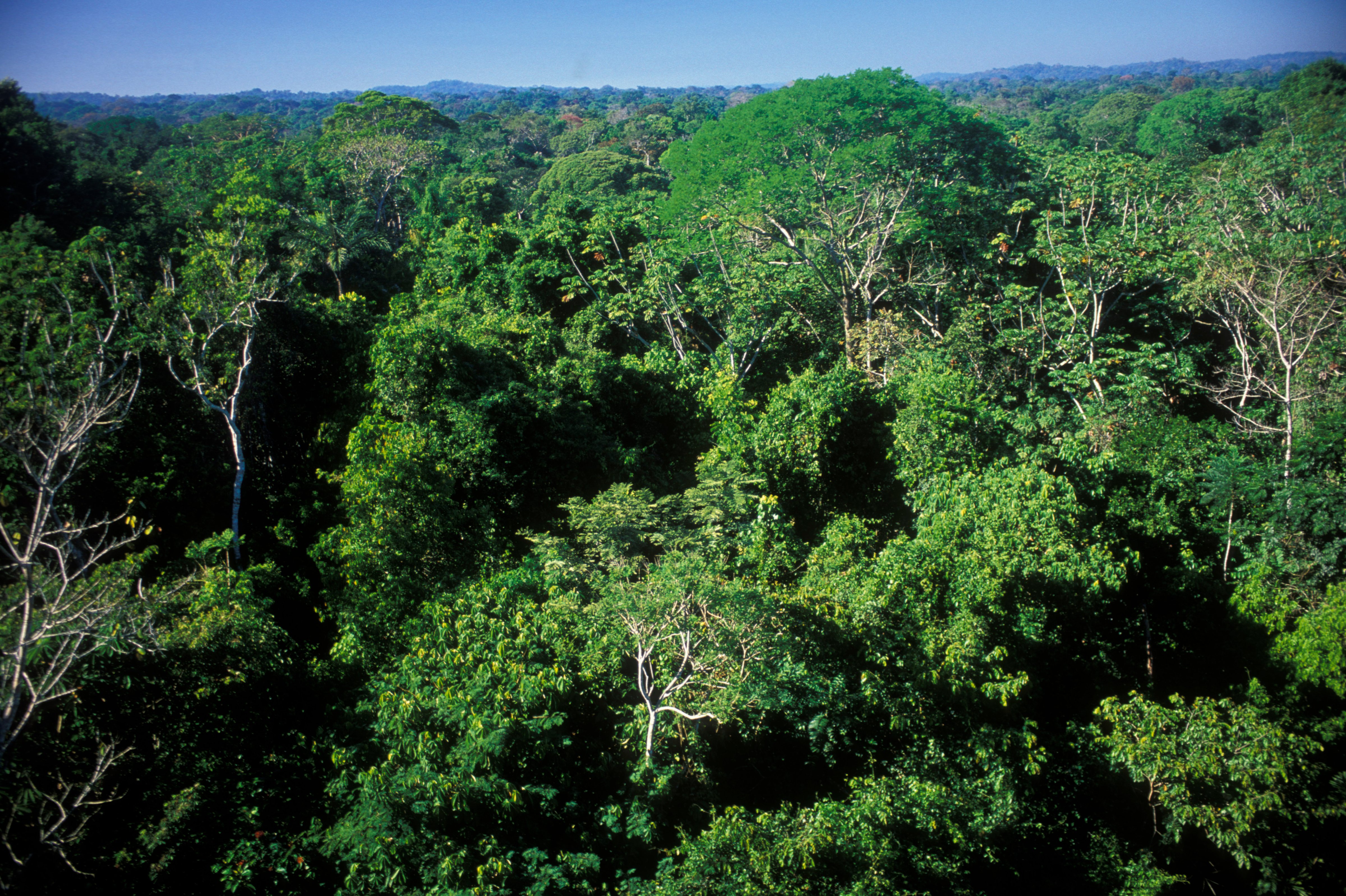 Easy to get lost—hard to be found: the dense canopy of the Amazon rainforest