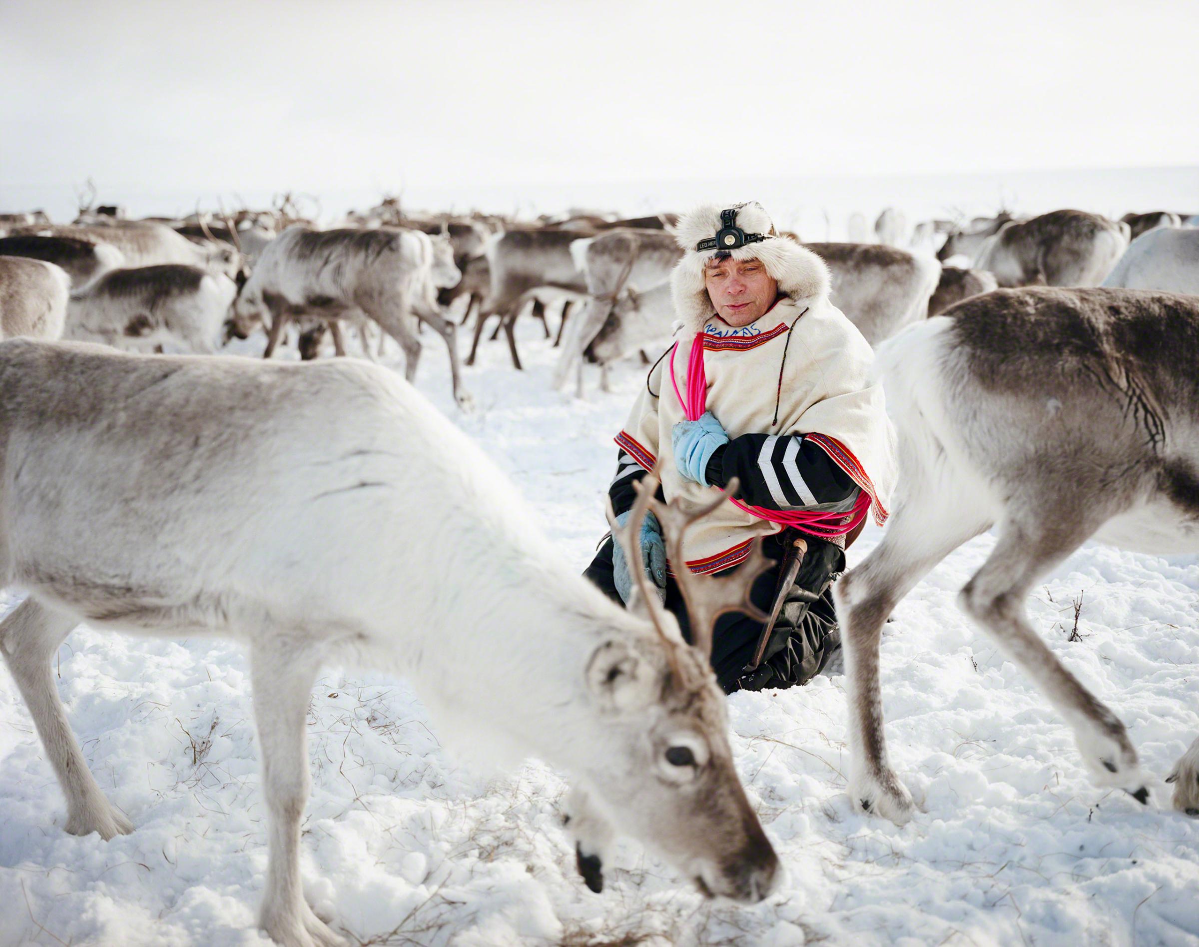 Reindeer can spook suddenly, so Nils Peder kneels calmly in the midst of the herd on which his livelihood depends. He holds a lasso color-coded to indicate the temperature and season in which it works best. As he watches the animals, Nils Peder is yoiking, chanting a throaty, traditional Sami song evoking his wife, Ingrid. The Lutheran pastors who converted the Sami forbade yoiking, calling it devil's music. Nils Peder learned it from his grandparents and has taught it to his children.
