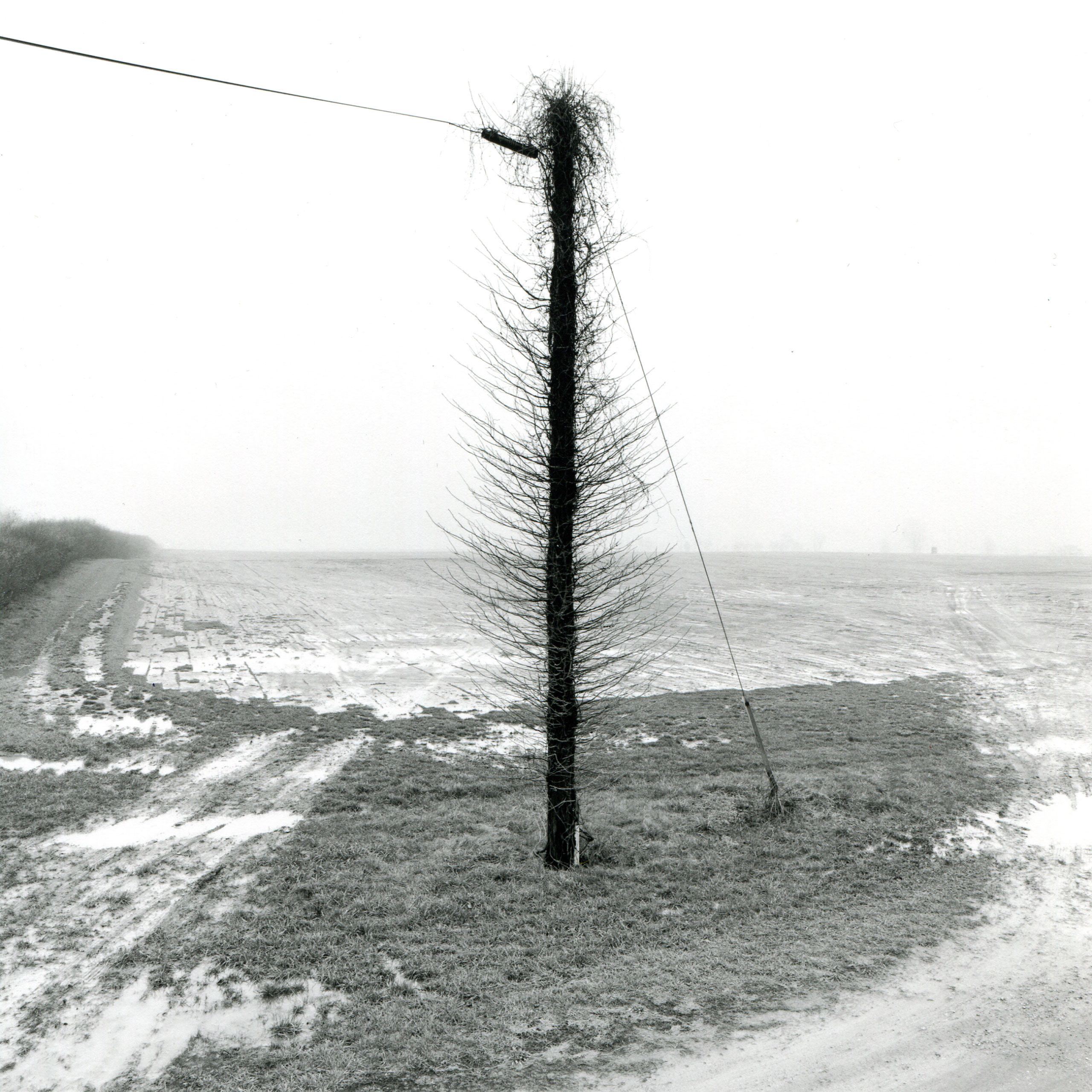 Pole Tree, Delaware, 1999