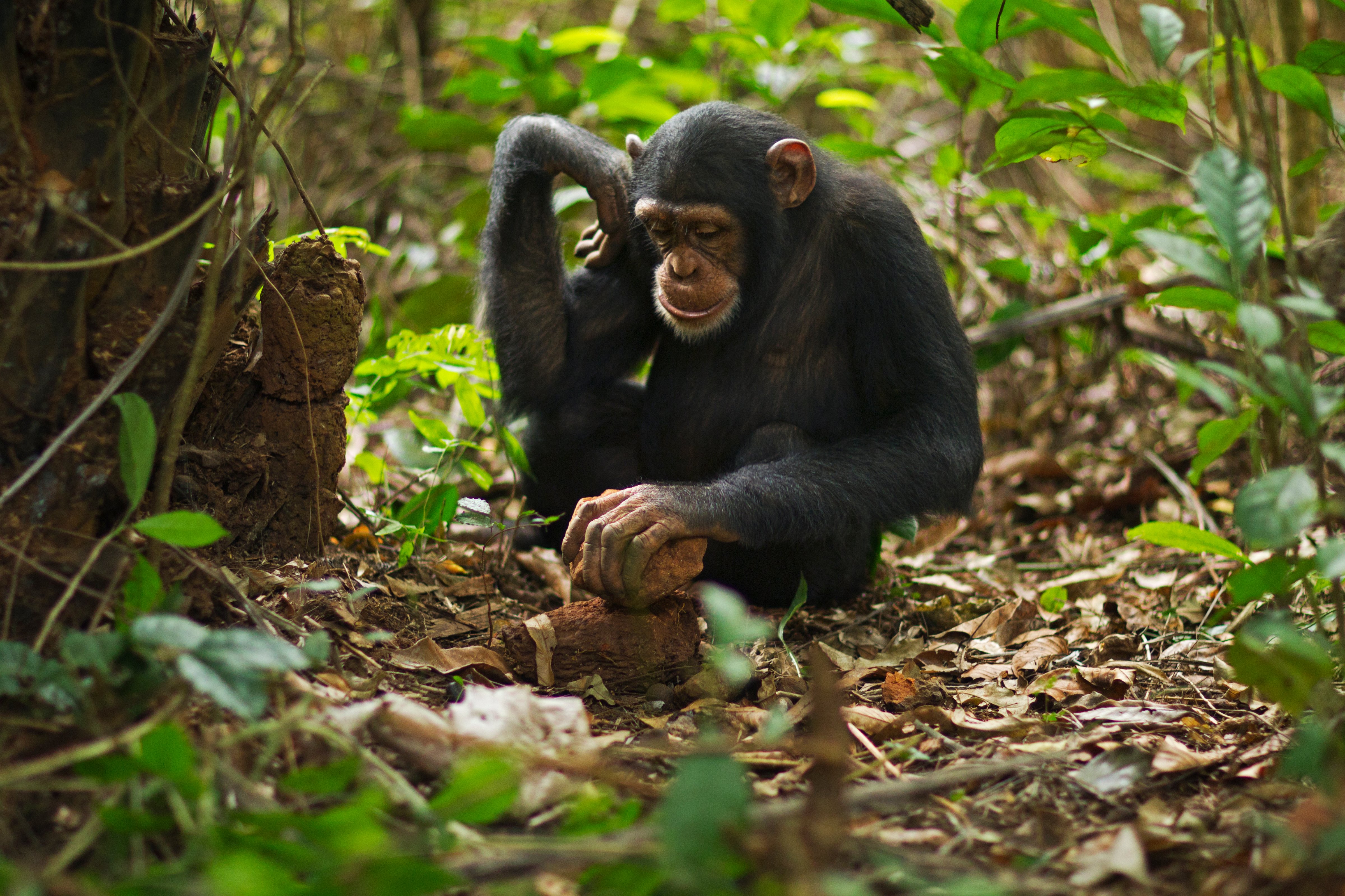 Western chimpanzee juvenile female using tools
