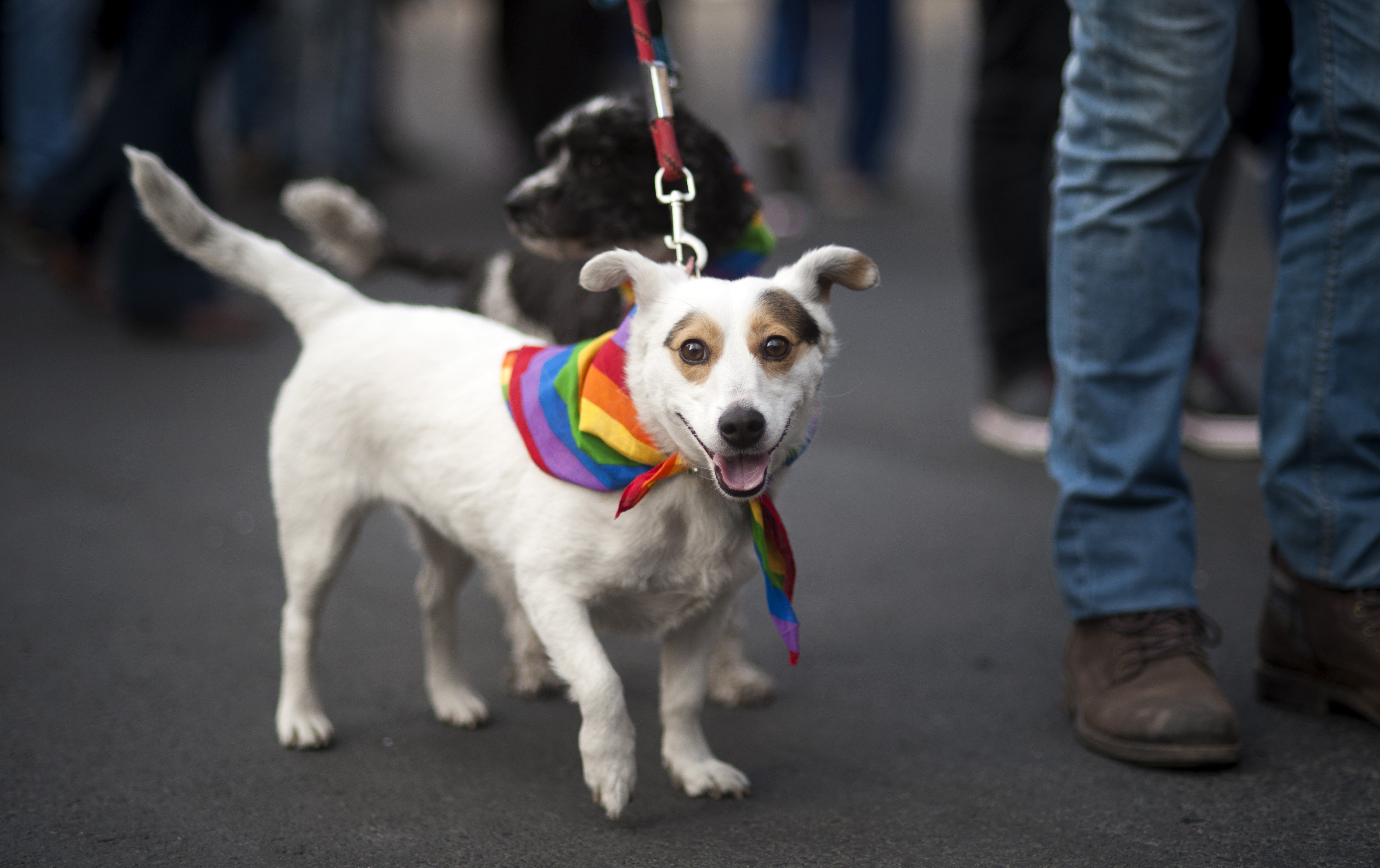 A reveler takes part in the  Proud to be yourself  gay pride parade with his dogs in Santiago on June 27, 2015.
