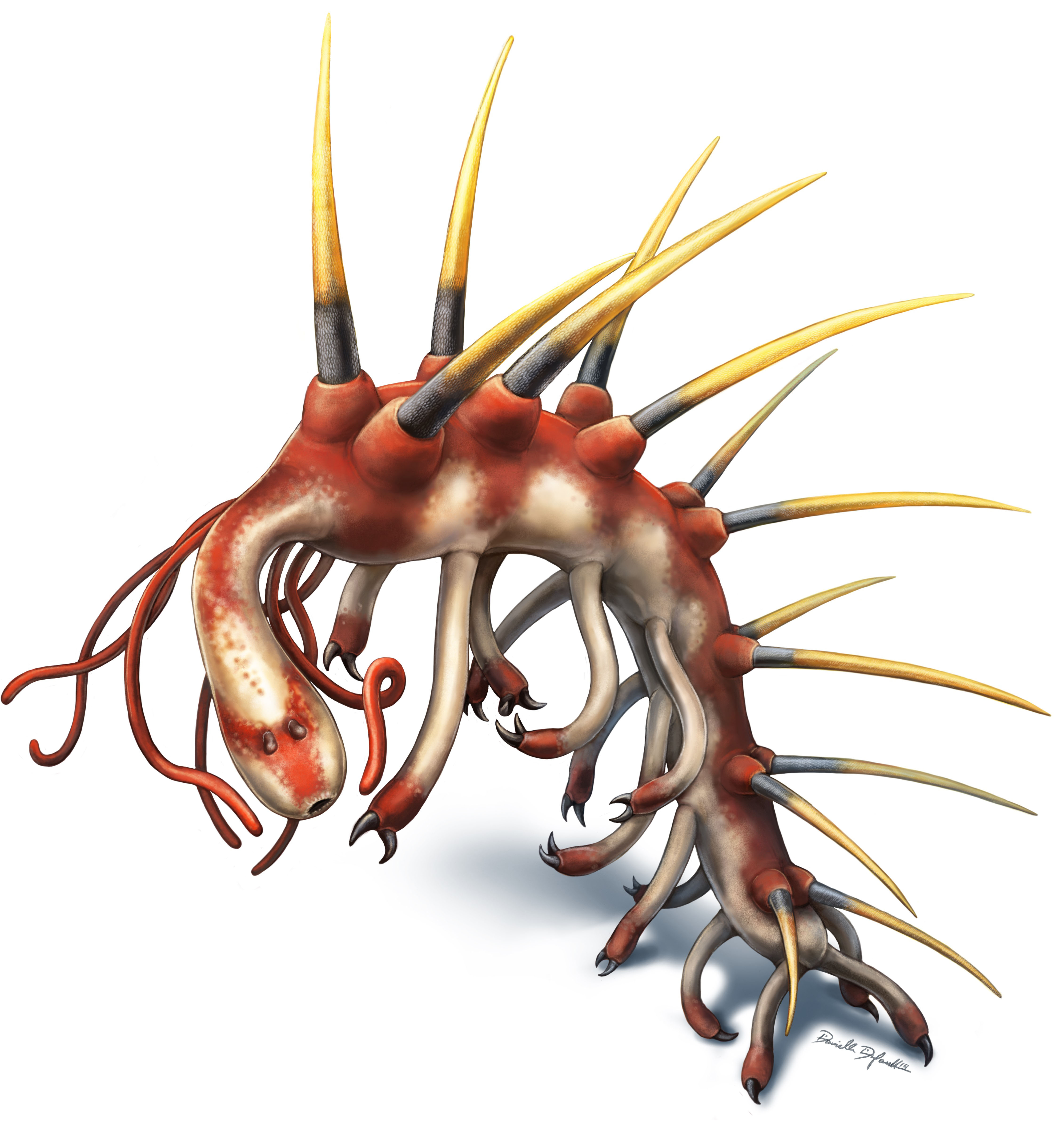 This image provided by Danielle Dufault shows a rendering of a Hallucigenia sparsa worm which lived 508 million years ago. (Danielle Dufault—AP)