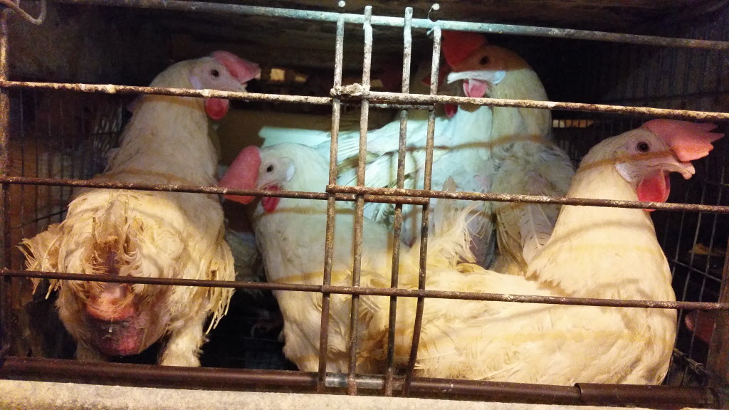Undercover investigation conducted at an egg supplier to Costco, the nations second-largest grocery retailer. (Courtesy of the Humane Society of the United States)