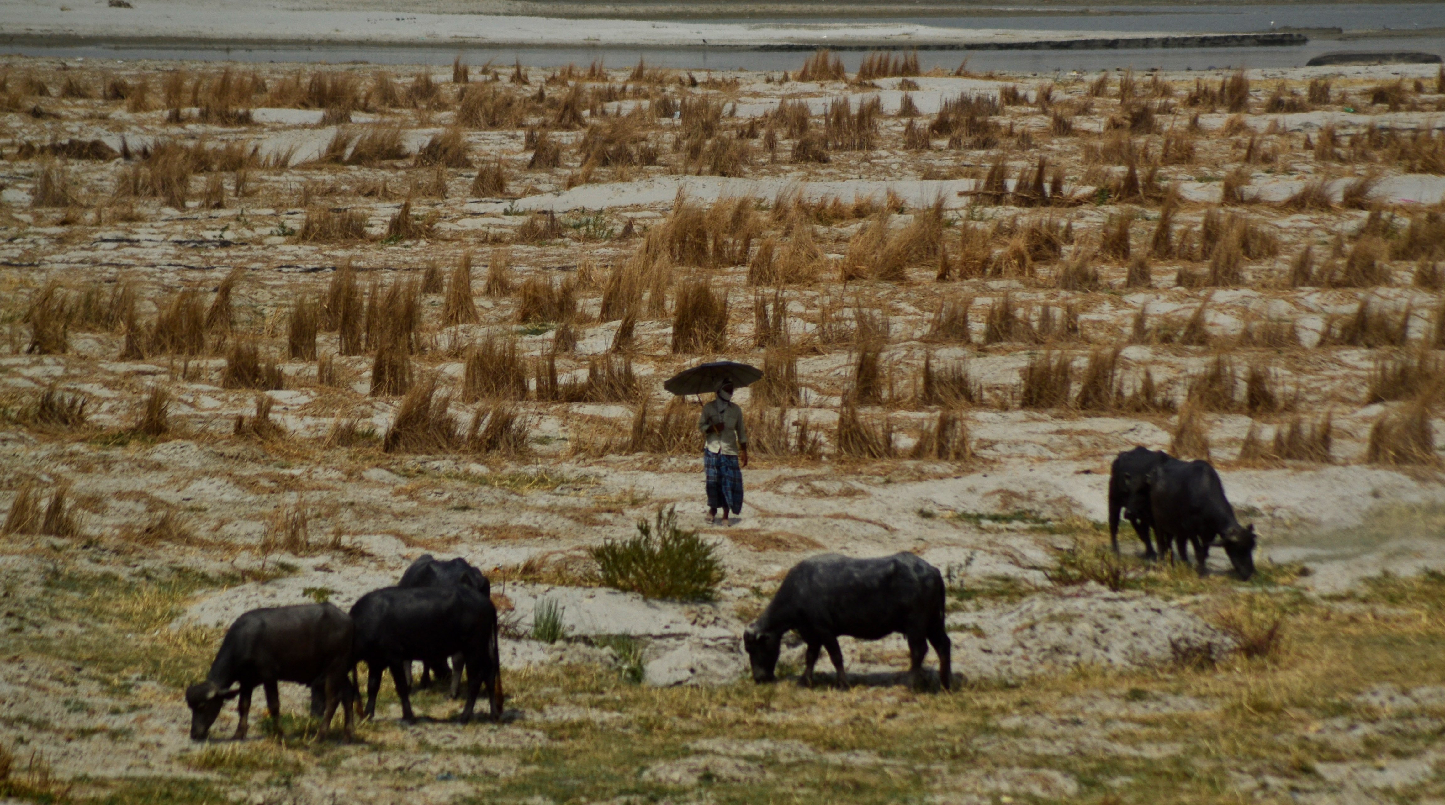 An indian man walks on River bed side of River Ganges as he feeds his buffaloes during a hot day in Allahabad on June 1,2015. (Ritesh Shukla—NurPhoto/Corbis)