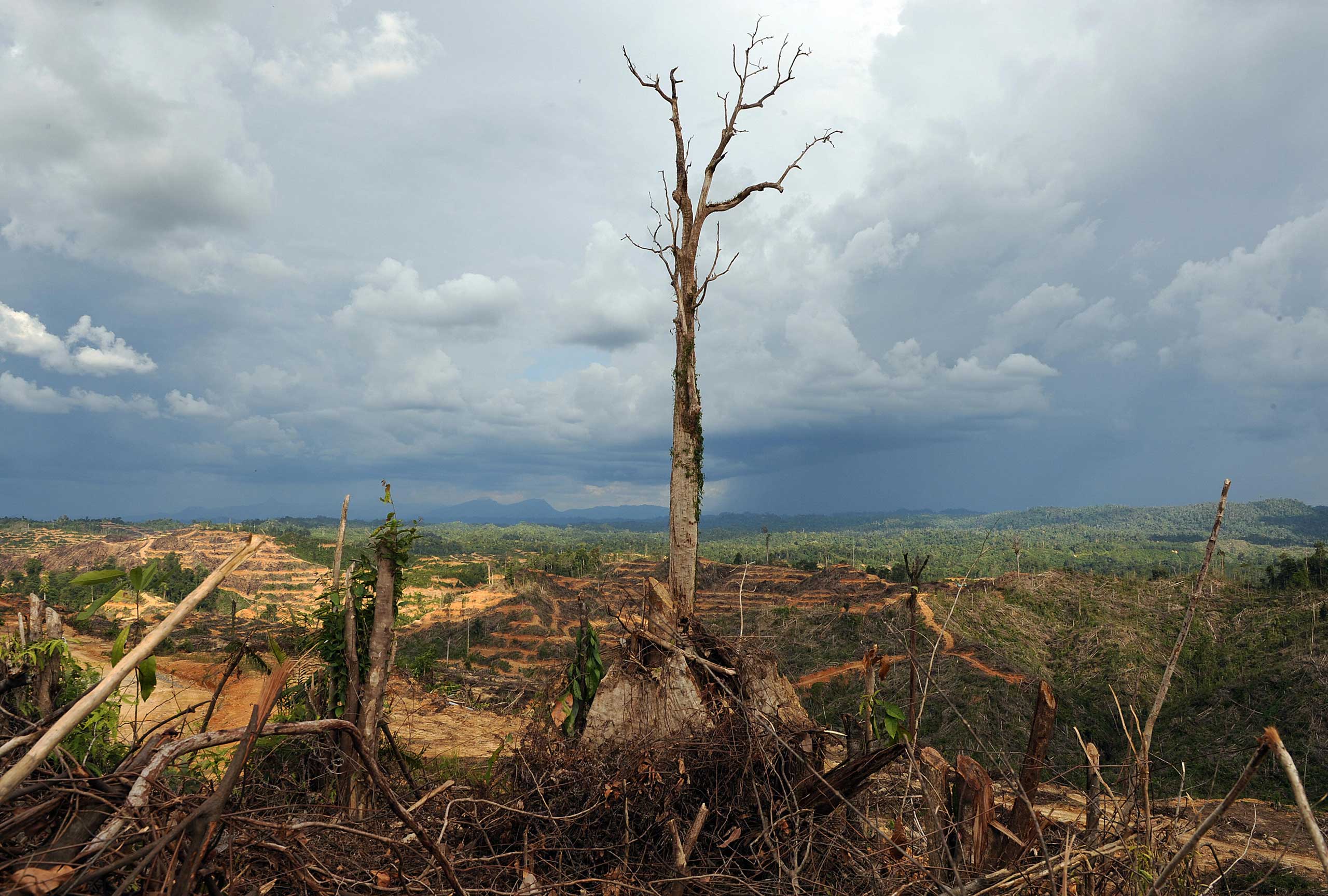 A tree stands alone in a logged area prepared for palm oil plantation near Lapok in Malaysia's Sarawak State in 2009. (Saeed Khan—AFP/Getty Images)