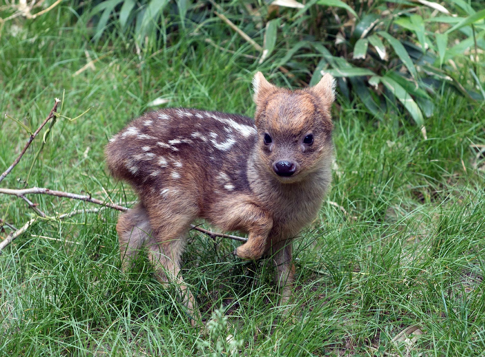 See New York's Adorable Baby Pudu | Time