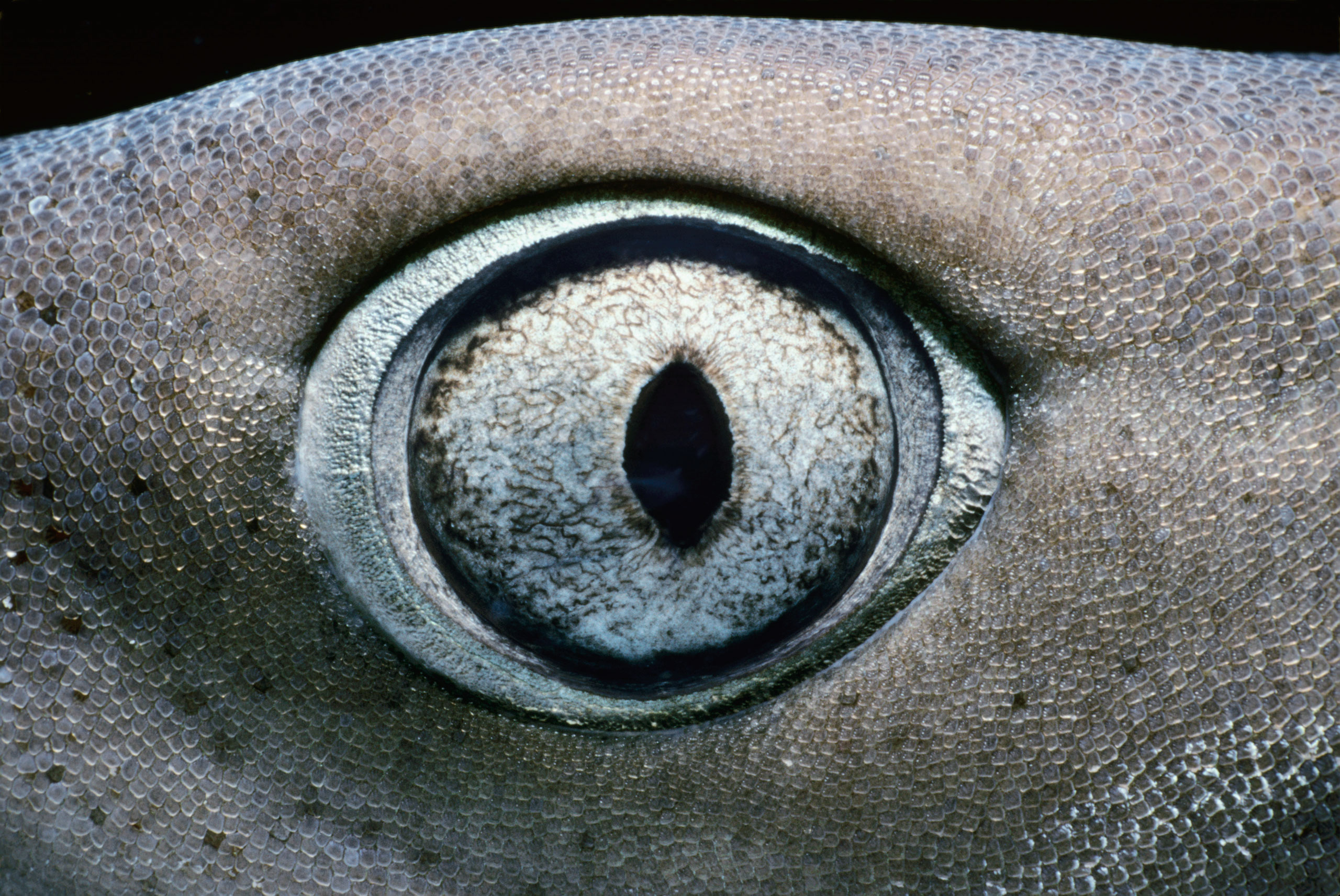Eye of Whitetip Reef Shark (Triaenodon obesus), Cocos Island, Costa Rica - Pacific Ocean.