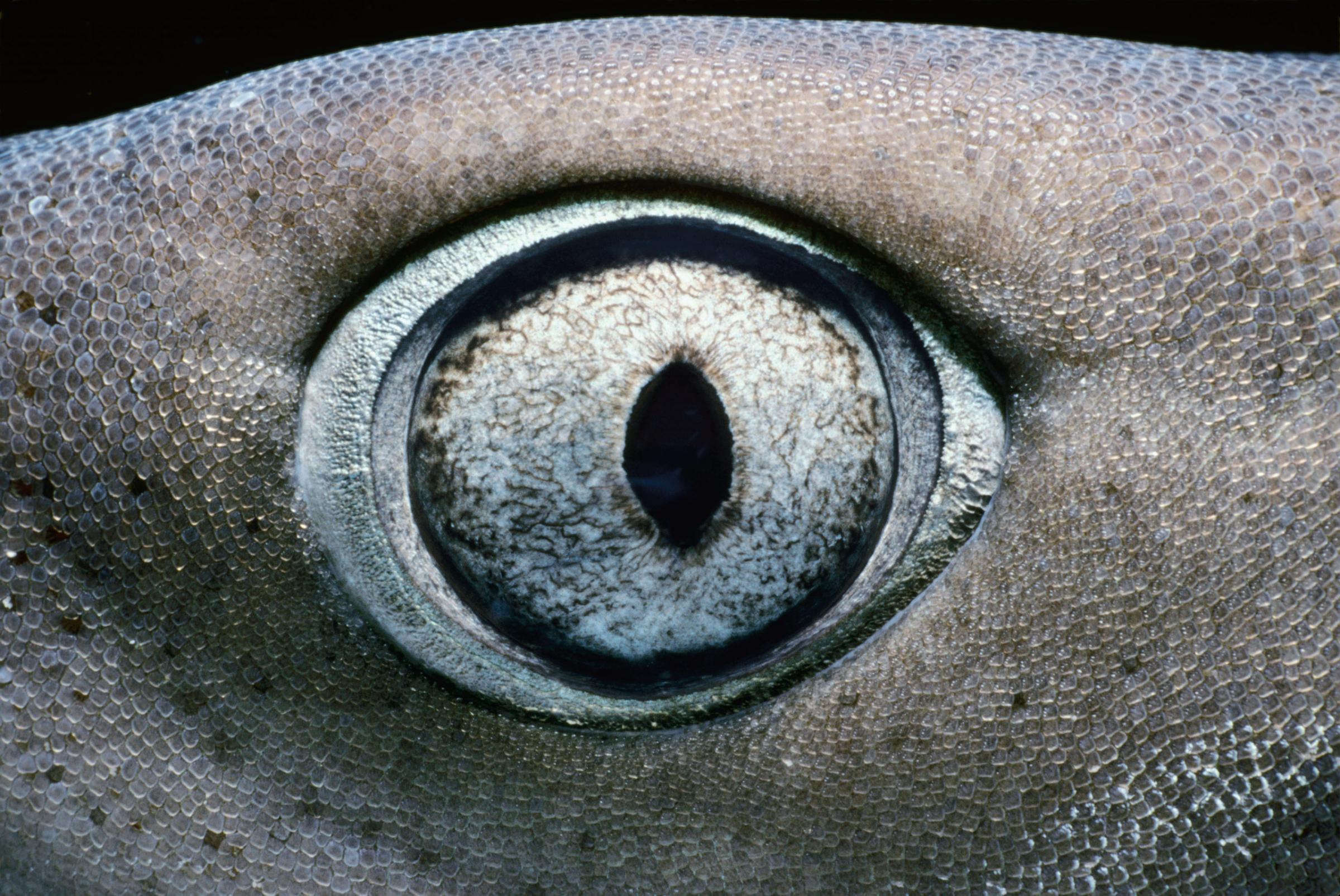Eye of Whitetip Reef Shark