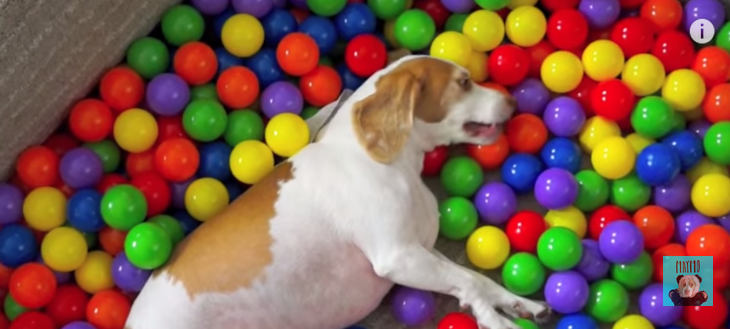 Maymo the Beagle Gets Birthday Ball Pit: Video | TIME