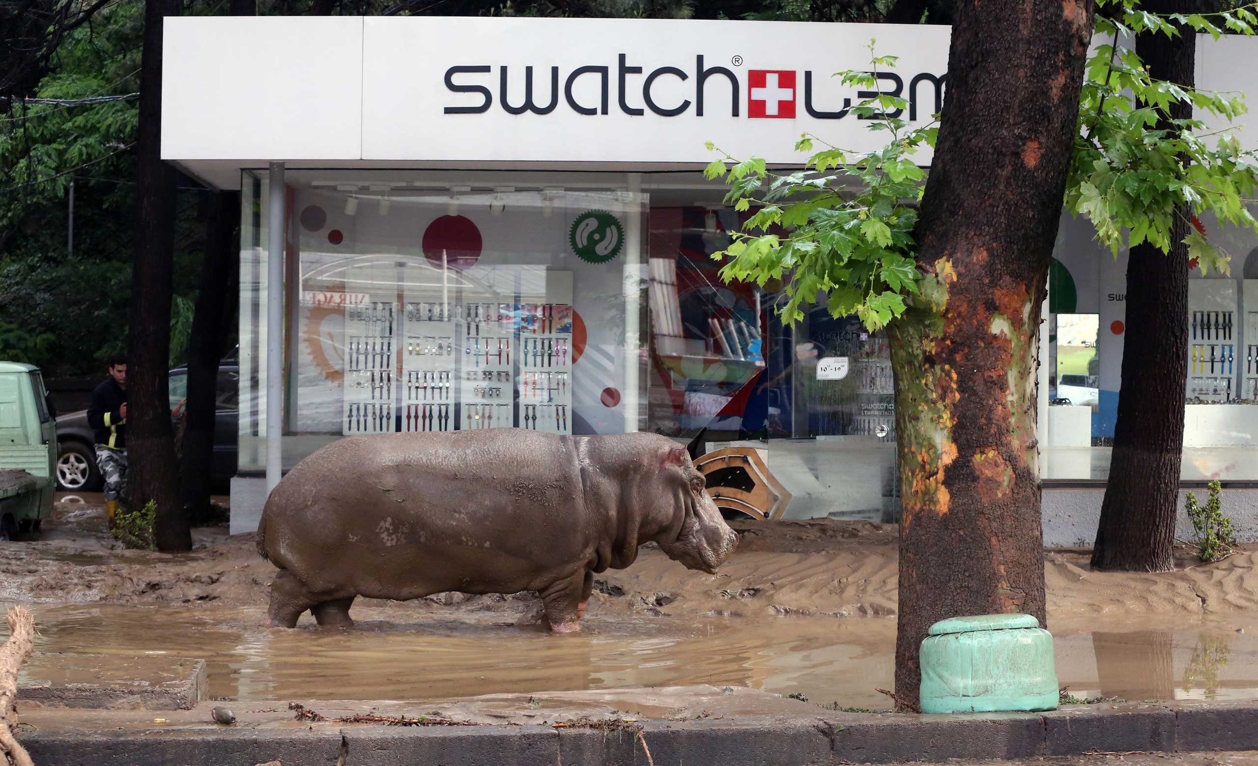 A hippopotamus stands in the mud in front of a Swatch watch kiosk after it escaped from a flooded zoo in Tbilisi, Georgia, June 14, 2015.